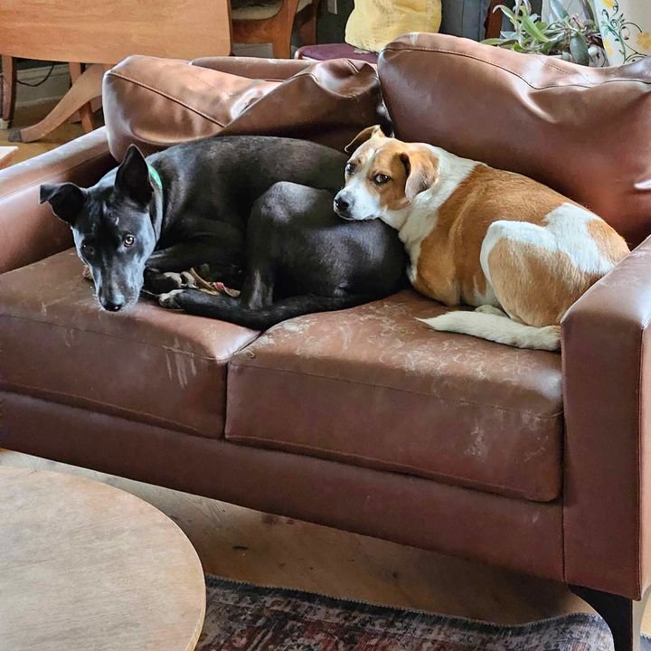 We received an update on Boo, who came to us as a puppy! Her adopter, Patricia Coyman, shared some photos and said, &quot;She is such a loving dog. I'm so glad I adopted her.&quot;

We couldn&rsquo;t be happier for Boo and Patricia! The last photo in