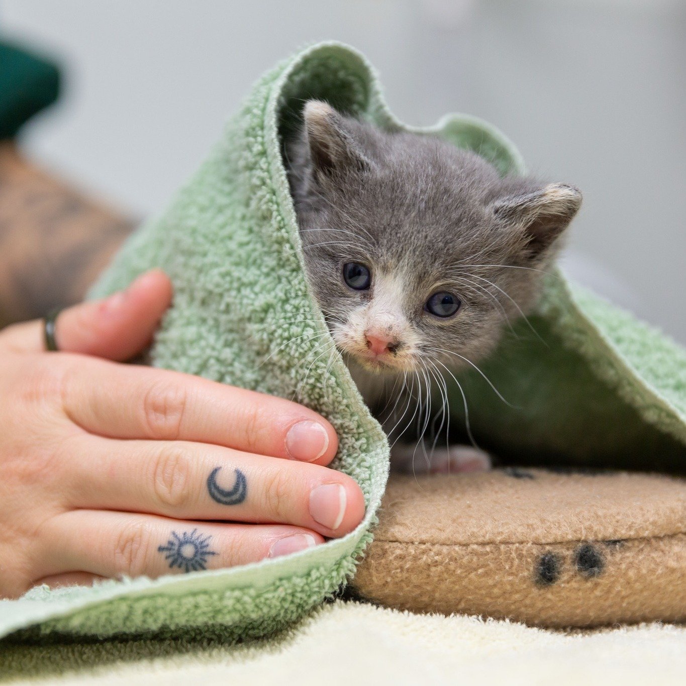 Did you know you may qualify for affordable spay/neuter services?

Blue Mountain Humane Society offers affordable spay and neuter surgeries for income-qualified pet owners. If you receive state assistance like Medicaid, SNAP, or TANF, or meet the inc