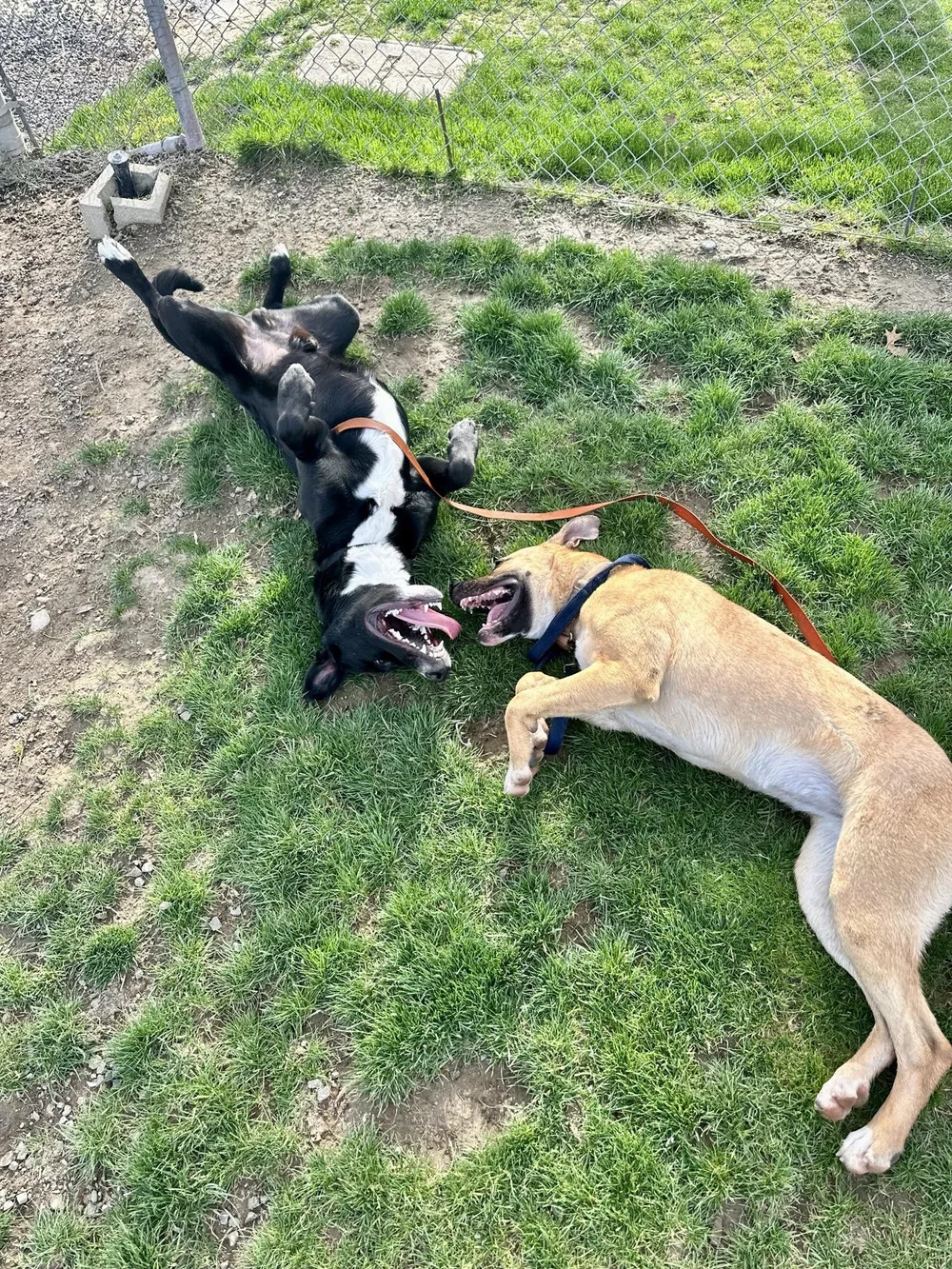 Phoebus and Reyna.jpeg