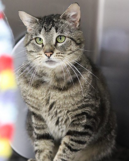 Meet Fox &ndash; Our 3-Eared Wonder!

Fox is a unique tabby with an adorable extra (non-functional) ear and an even more special personality. This sweet boy loves affection but can get overstimulated quickly, so he&rsquo;s looking for a different kin
