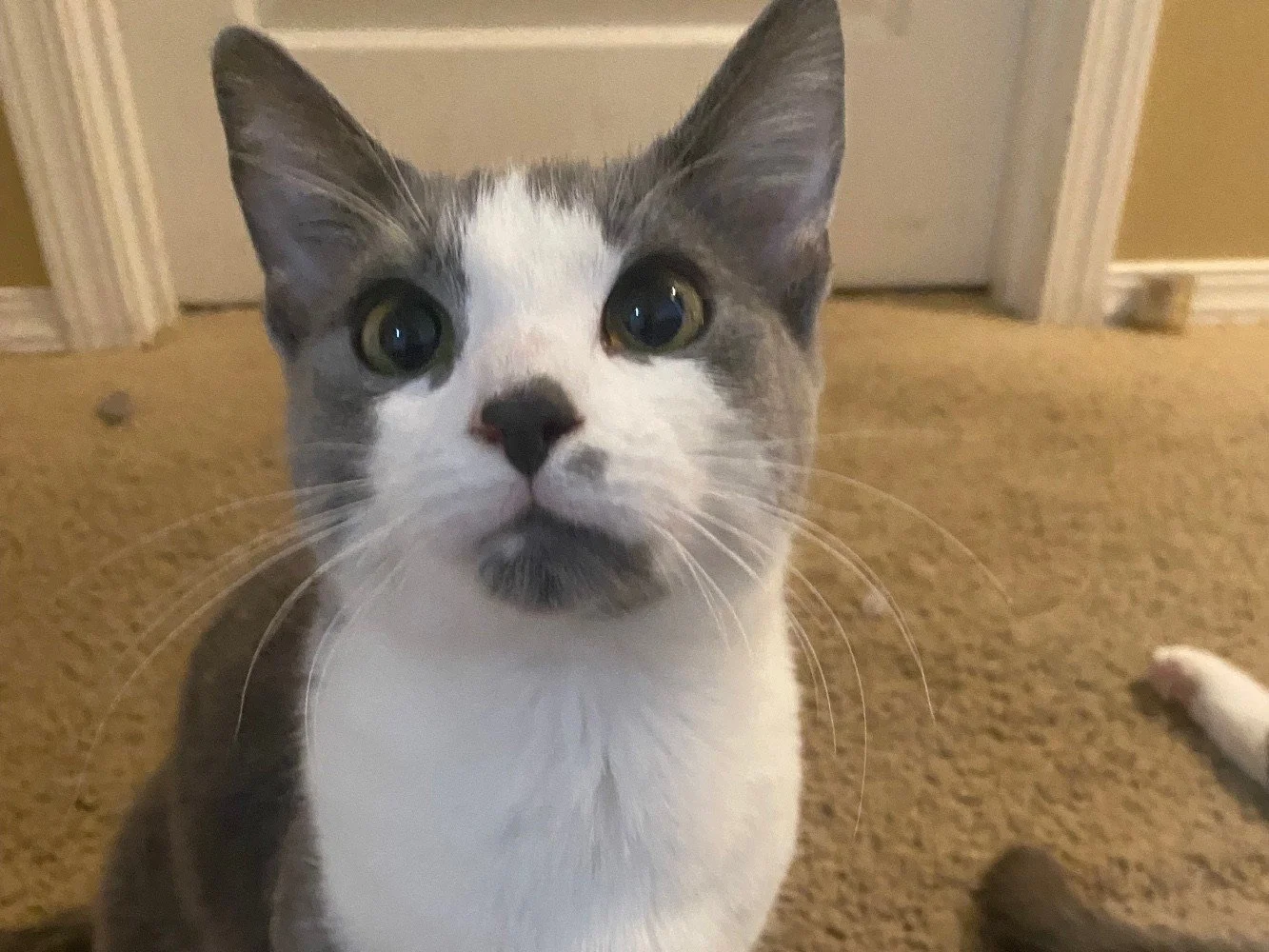 Bella is looking for a new home! 

➡Please note: Bella is not at Blue Mountain Humane Society &mdash; she is still with her current family until a new home is found. 

All adoption inquiries should be directed to the current family through the Home T