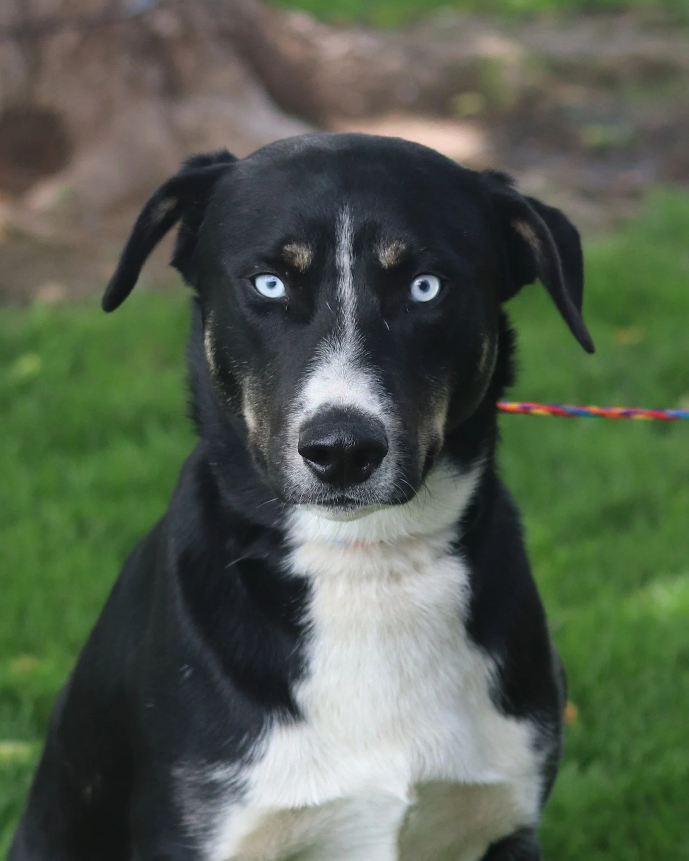 Got a thing for blue-eyed boys? 

Jagg and Thunder are a handsome sibling duo, each waiting for a forever home. 

They&rsquo;re one year old mixes who have lived with adults, teens, and cats, with no reported issues. 

One thing is certain &ndash; th