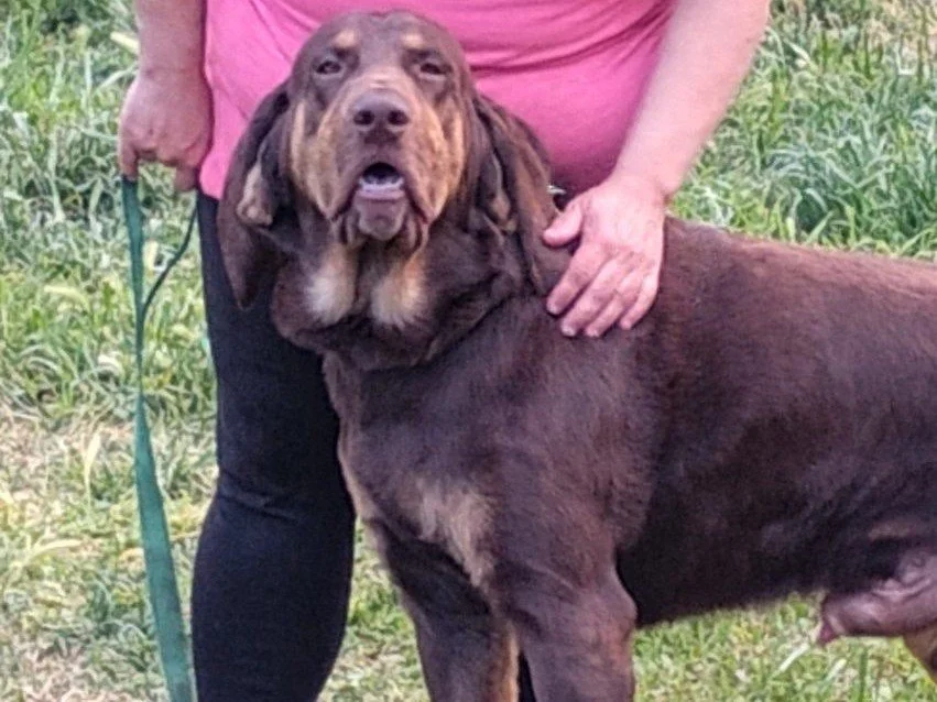 Noah Bear is looking for a new home! 

➡Please note: Noah Bear is not at Blue Mountain Humane Society &mdash; he is still with his current family until a new home is found. 

All adoption inquiries should be directed to the current family through the
