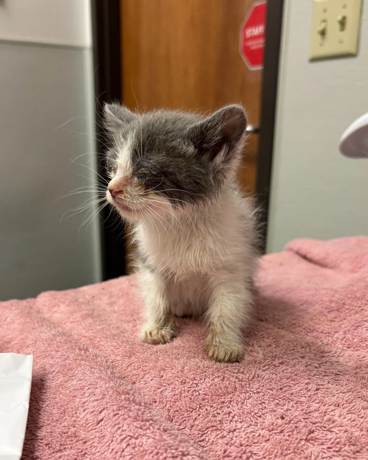 You can be a hero for kittens in our community. 

Kitten season is here, and we are feeling the full effect of unaltered domestic and community cats reproducing in our area. 

In the last couple weeks, we have taken in dozens of kittens, some of whom