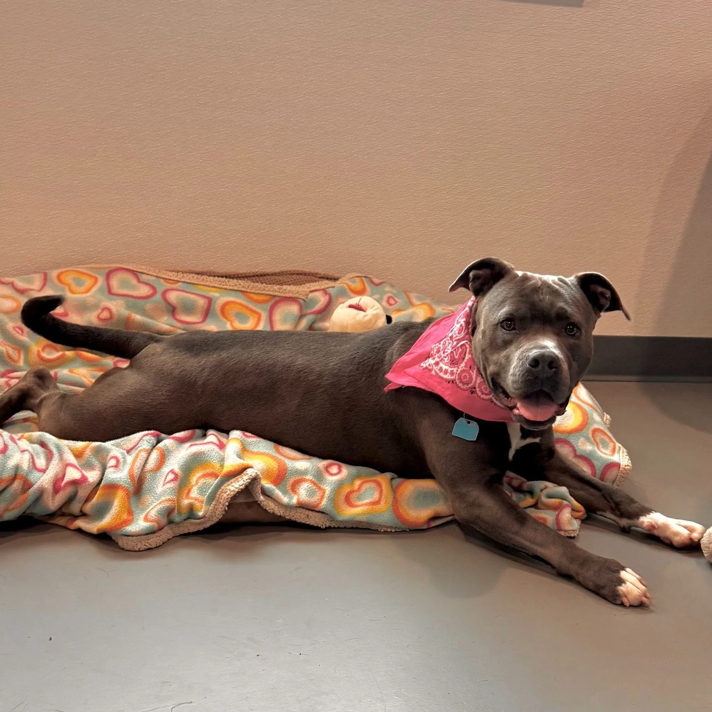 Blue Mountain Humane Society is grateful to the Wildhorse Foundation and Walmart Spark Good for helping bring our new Doggy Lounge to life. 

Thanks to support from the Wildhorse Foundation, BMHS was able to create a dedicated room where adopters can