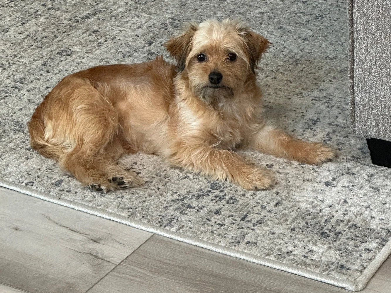 Molly is looking for a new home! 

➡Please note: Molly is not at Blue Mountain Humane Society &mdash; she is still with her current family until a new home is found. 

All adoption inquiries should be directed to the current family through the Home T