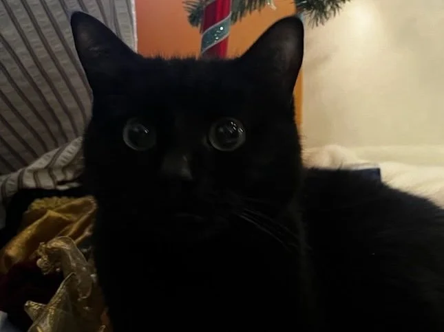Lil Pete is looking for a new home! 

➡️Please note: Lil Pete is not at Blue Mountain Humane Society &mdash; he is still with his current family until a new home is found. 

All adoption inquiries should be directed to the current family through the 