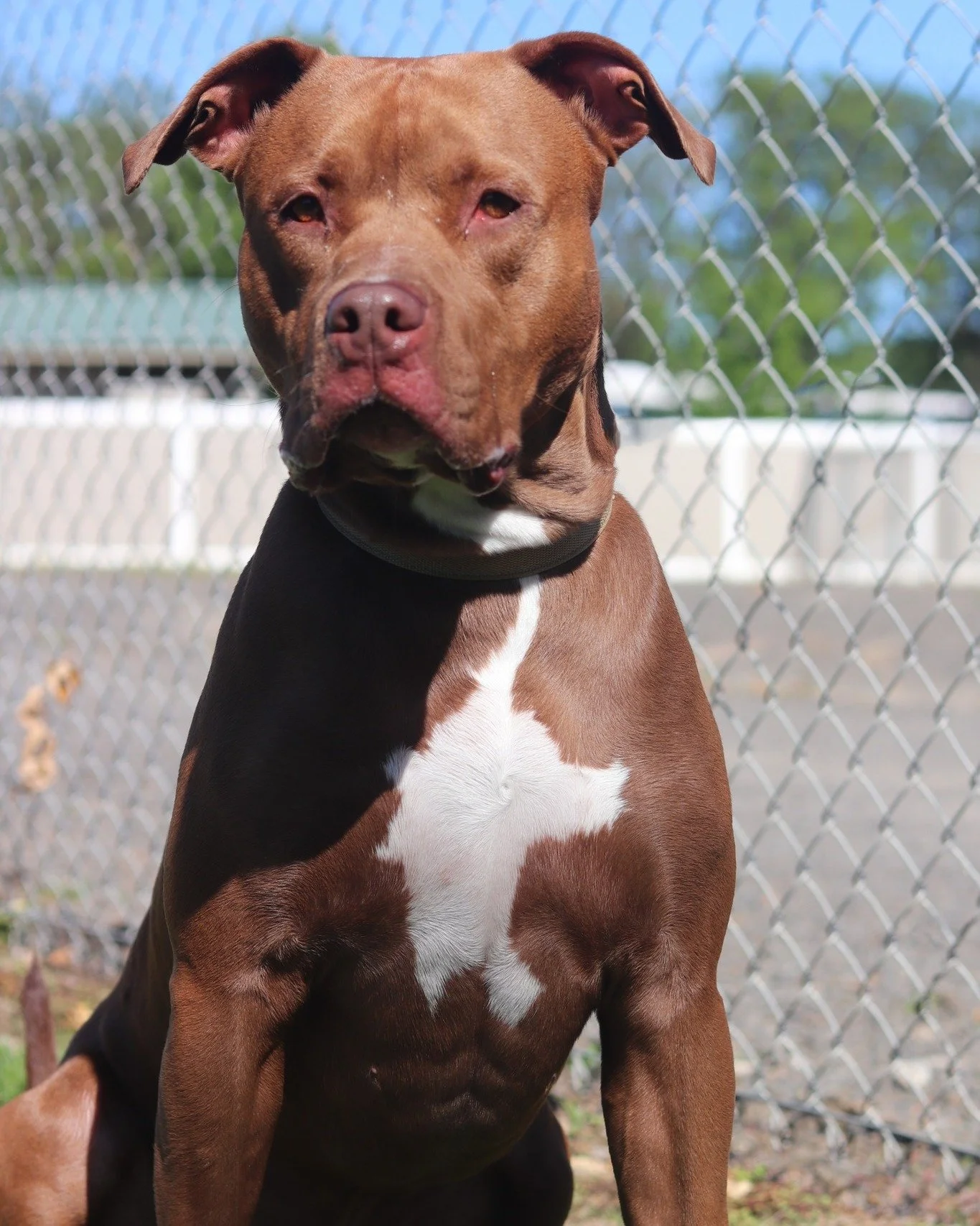 Meet Buster! 

This sweet, 80-pound cuddler loves people, especially when he gets to hang out and relax with them. He knows basic commands and loves treats and car rides! 

Buster would do best as the only pet in the home, and in a space where there 
