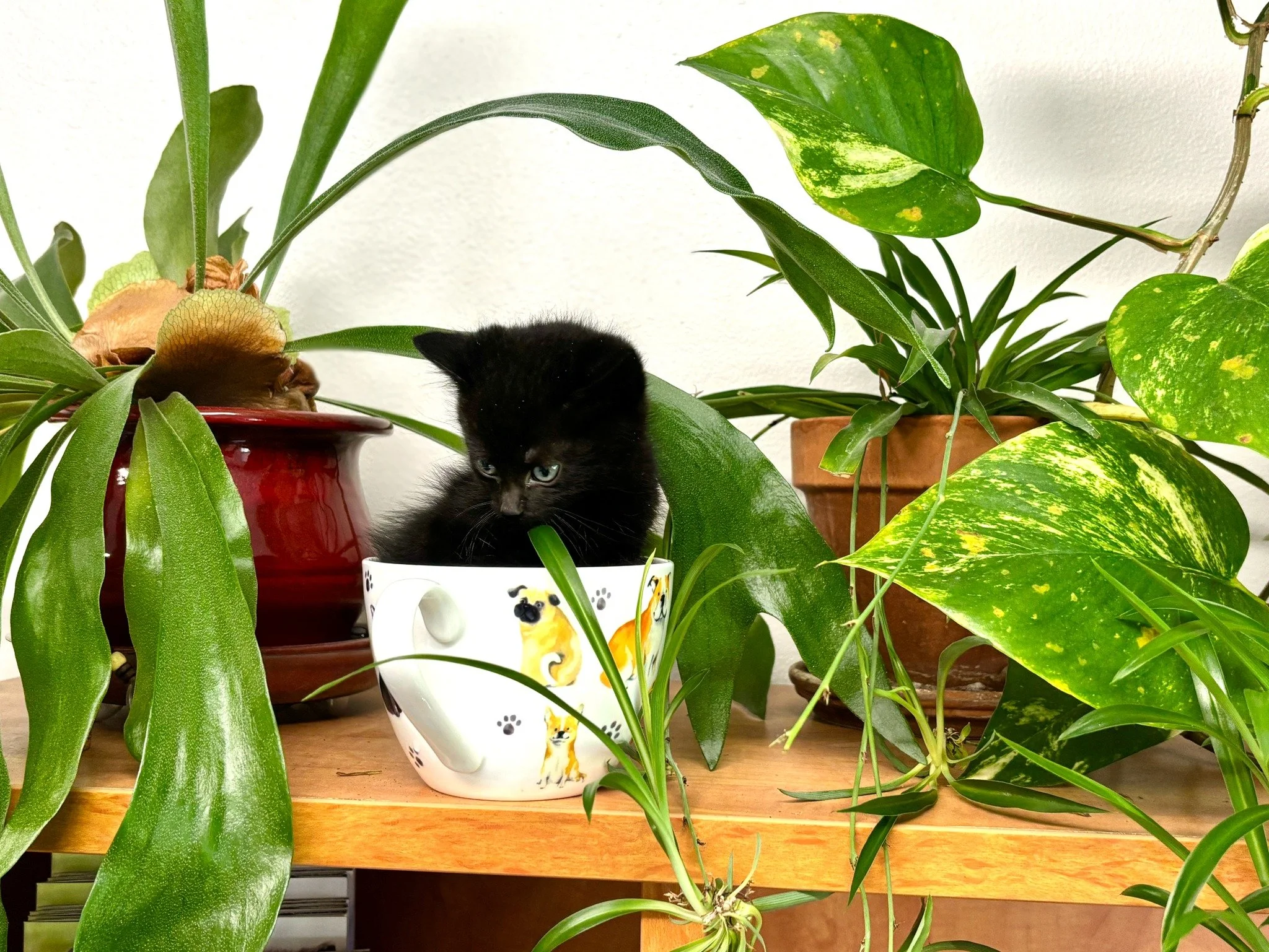 🌱Beautify your home and garden while supporting shelter animals! 

Our annual Plants for Paws sale will be from 10 a.m. to 4 p.m. on Saturday, June 20 at Land Title Plaza on the corner of First and Main in Walla Walla. 

There will be a variety of h