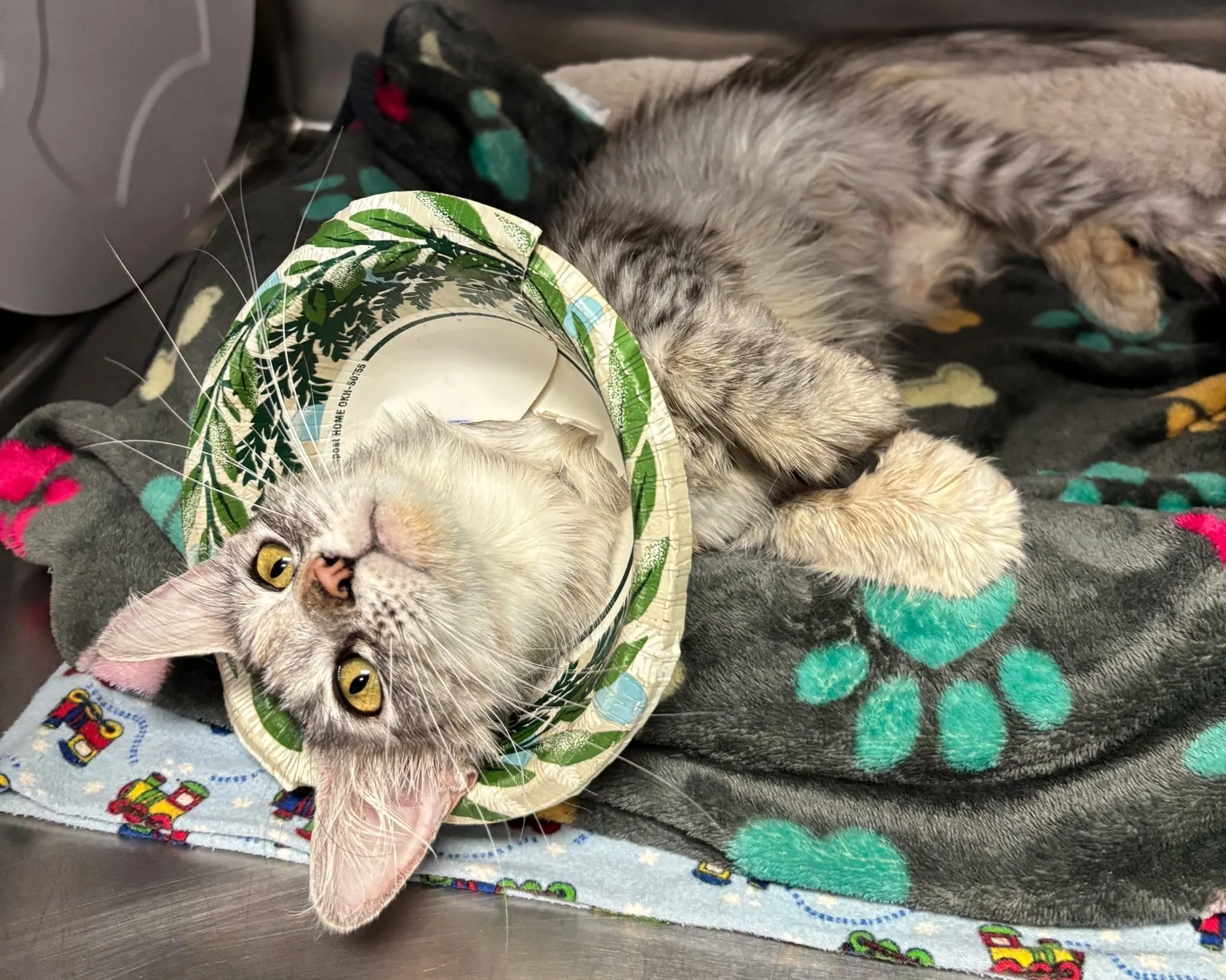 Miss Celine's affectionate nature and pretty eyes aren&rsquo;t her only stand-out features.

She has #polydactyly, which means she has extra toes! 🐾

Her feet look a little big for her, but she gets around just fine. Besides, more toes make for more