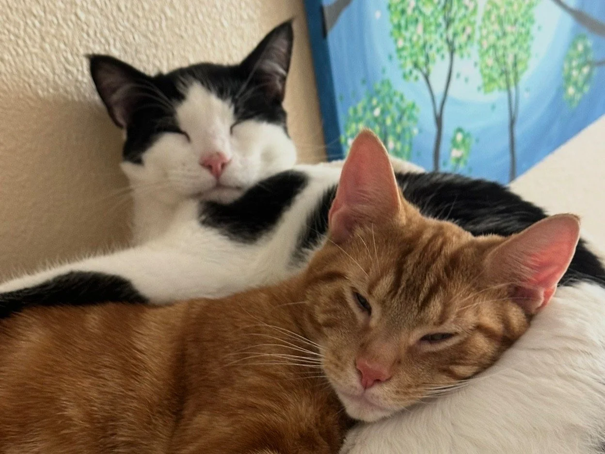 Jackson and Spencer are looking for a new home! 

➡Please note: These two are not at Blue Mountain Humane Society &mdash; they are still with their current family until a new home is found. 

All adoption inquiries should be directed to the current f