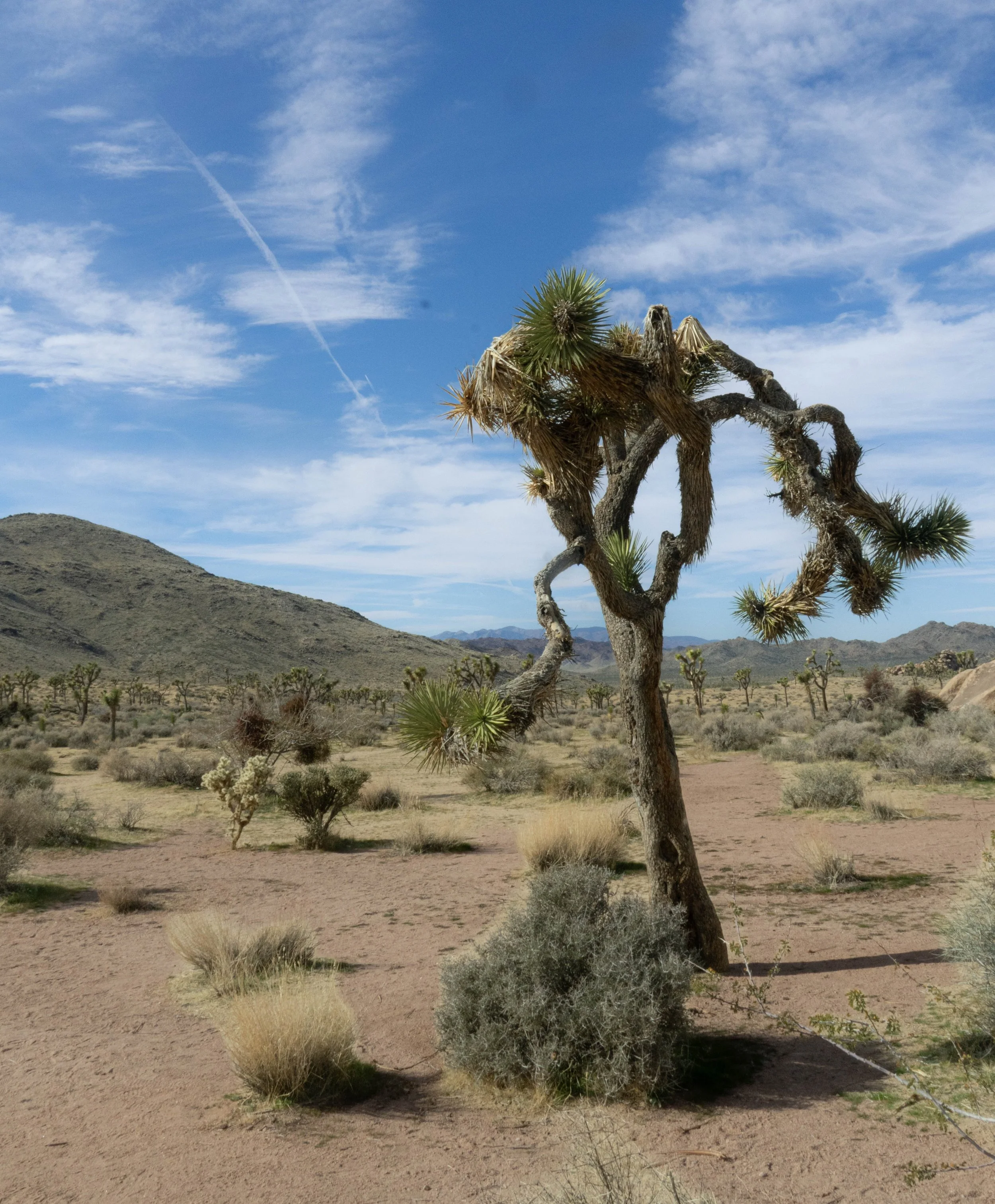 What Trees Can Teach Us