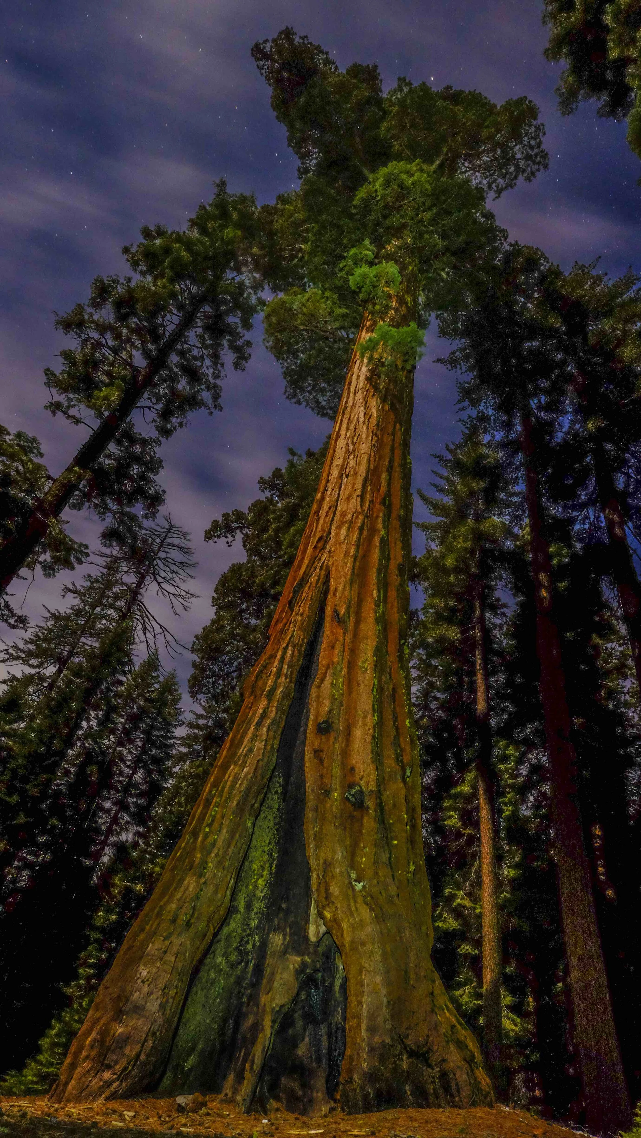 Sleeping Sequoia.jpg