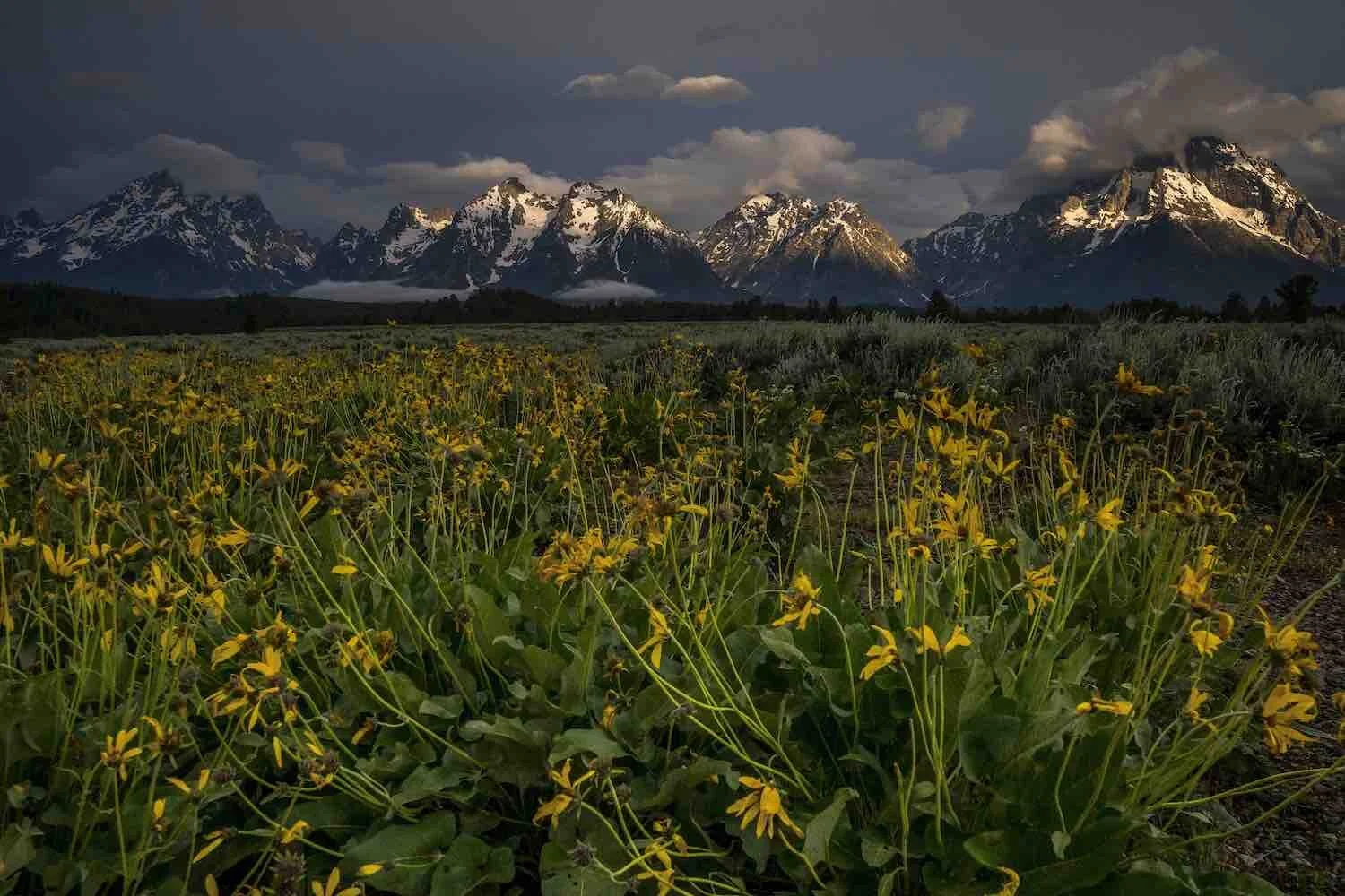 Light Hitting Tetons V2 copy.jpg