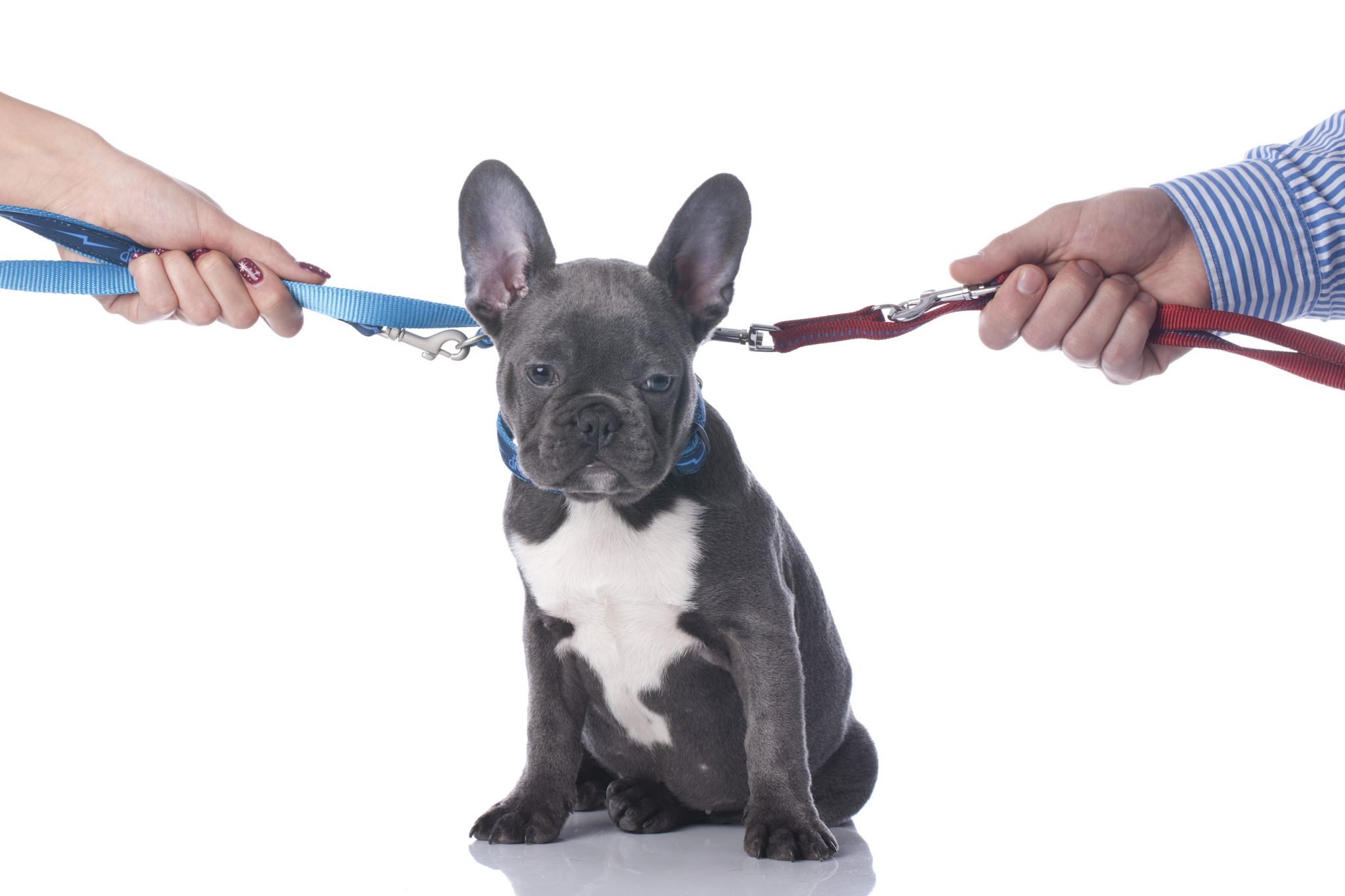 律师谈 | 在加拿大与伴侣分开后,宠物的归属何去何从? 3 dog in divorce with collars