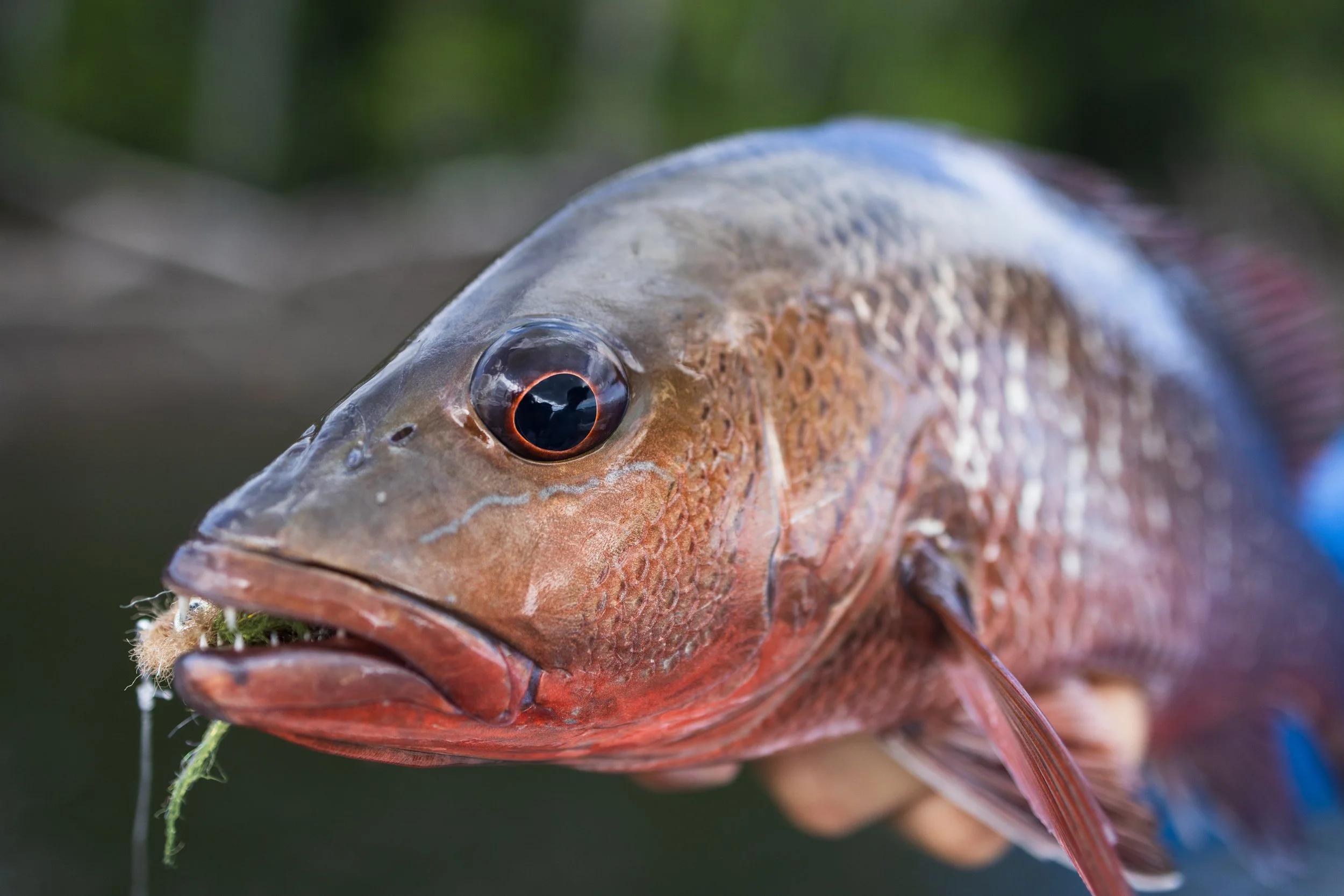 GonsiewskiA -7921.jpg