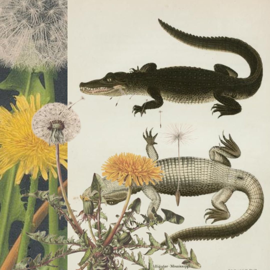 September Horoscopes: The Amphibious Self