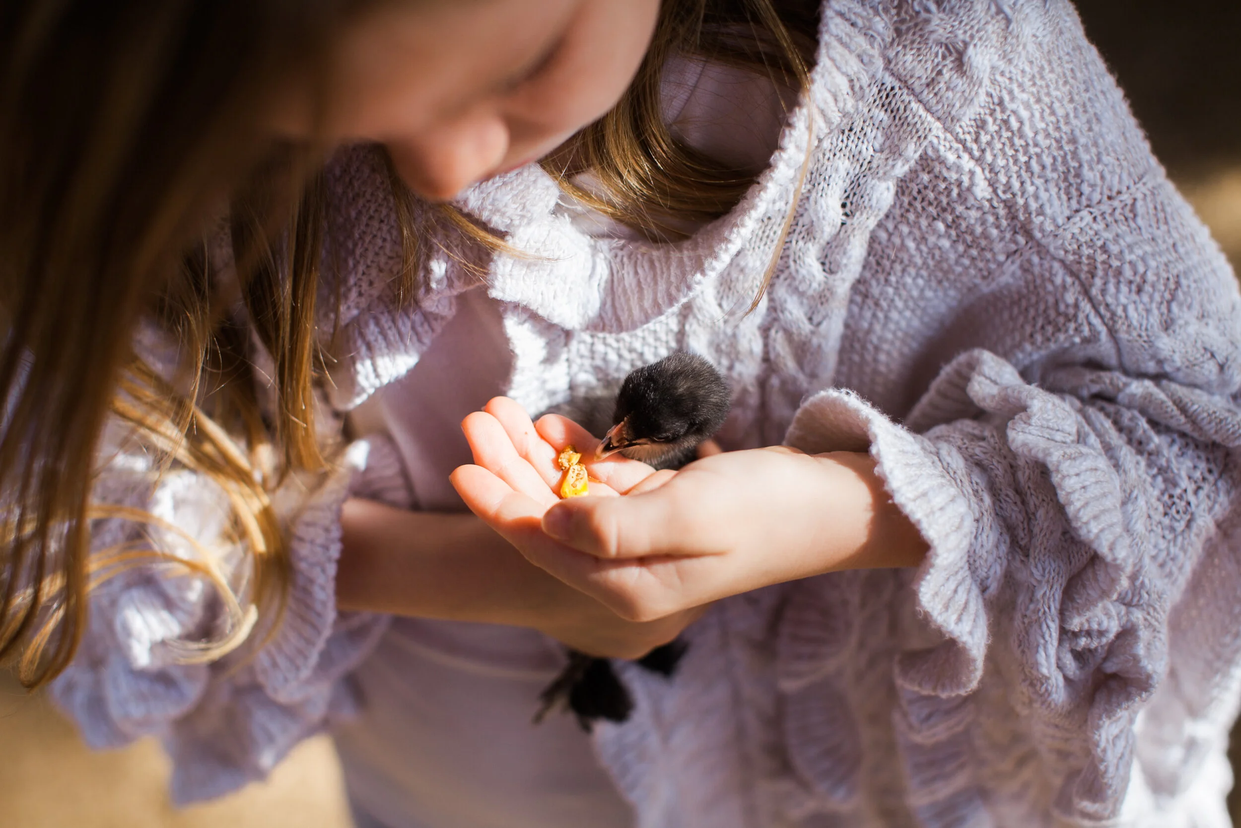 Family photography in McDonough Georgia with girl holding a little baby chick at Southern Belle Farms.