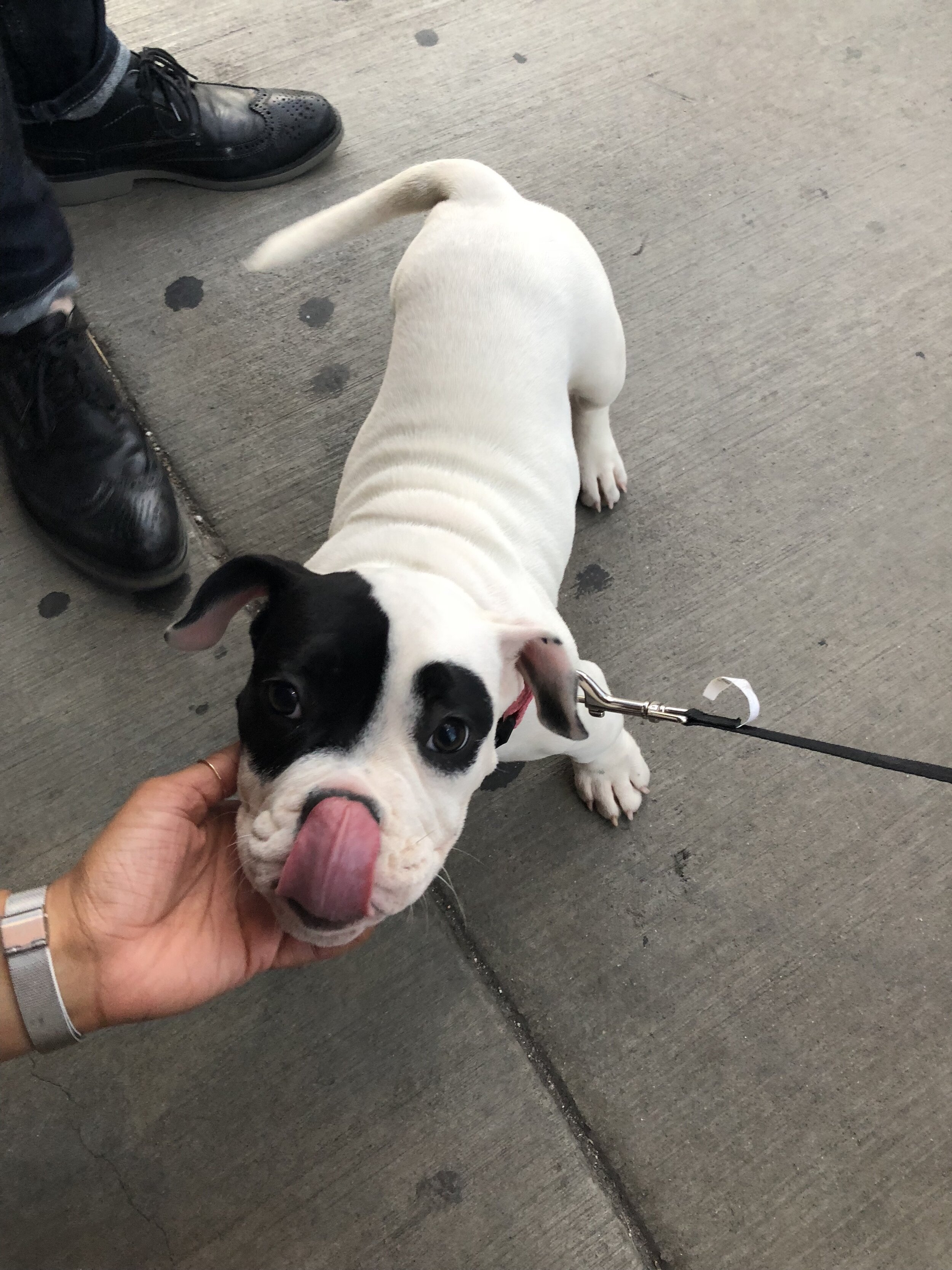 Chicago, IL. A precious pup says hello during a tour of Chicago, IL.