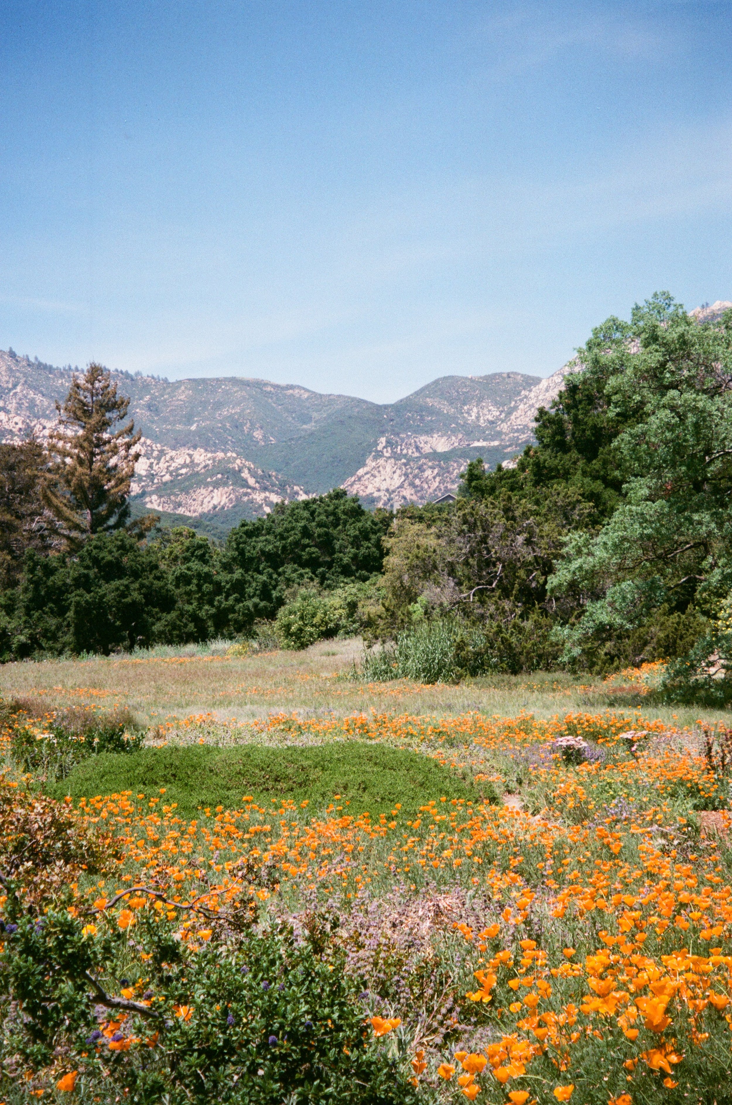 Santa Barbara Botanical Gardens