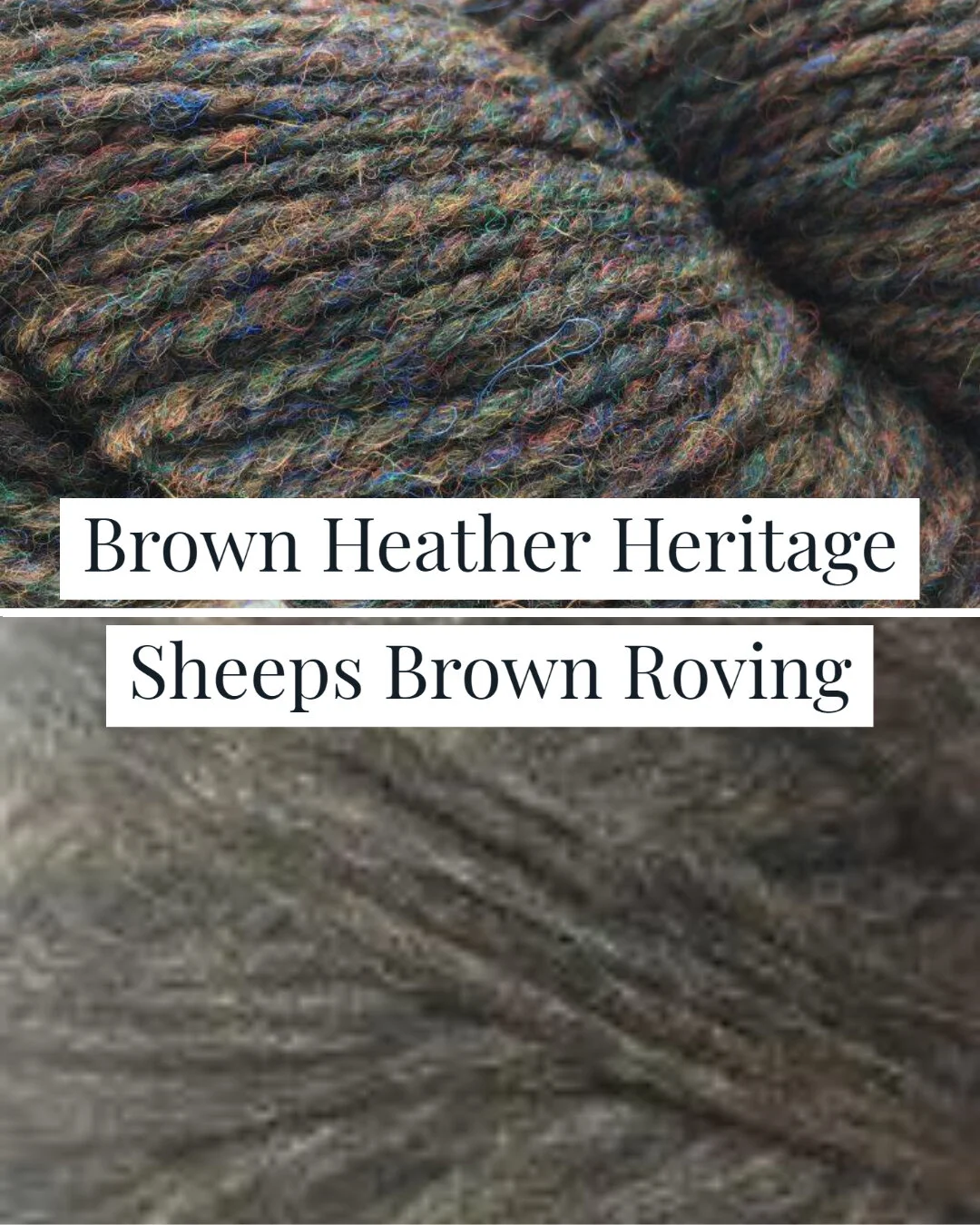 Brown Heather Sheeps Brown Roving.jpg