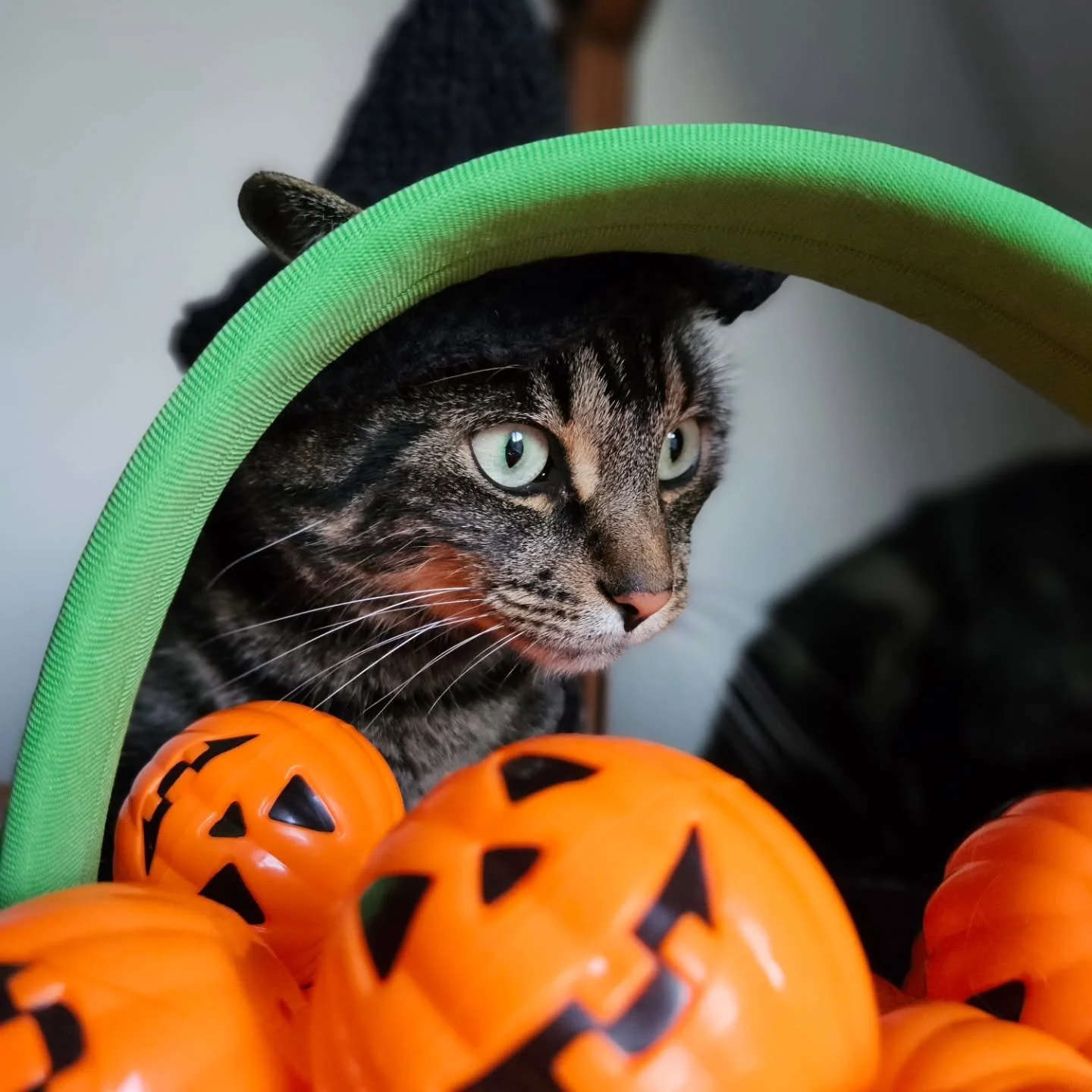 - Harvest Haunt -

Kit Kit is getting into the Halloween spirit for this weekends Harvest Haunt festivities.

Come visit us this Saturday, October 18th, to receive 10% to 100% OFF your entire purchase.

Pick a pumpkin to reveal your savings.
Will you