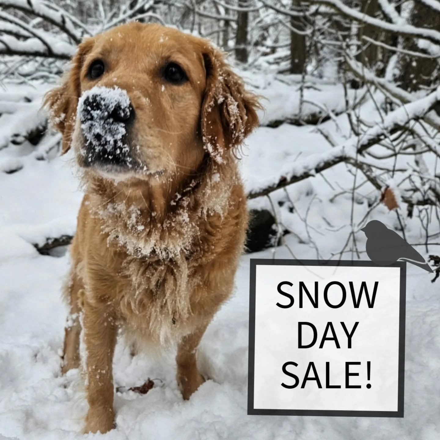 The snow is falling and so are our prices. With the forecasted 22cm snowfall for today...Murphy thought it  be the perfect day for a "snow day sale".

Today Only
Receive 25% OFF all regular priced items, in-store and online with code SNOWDA