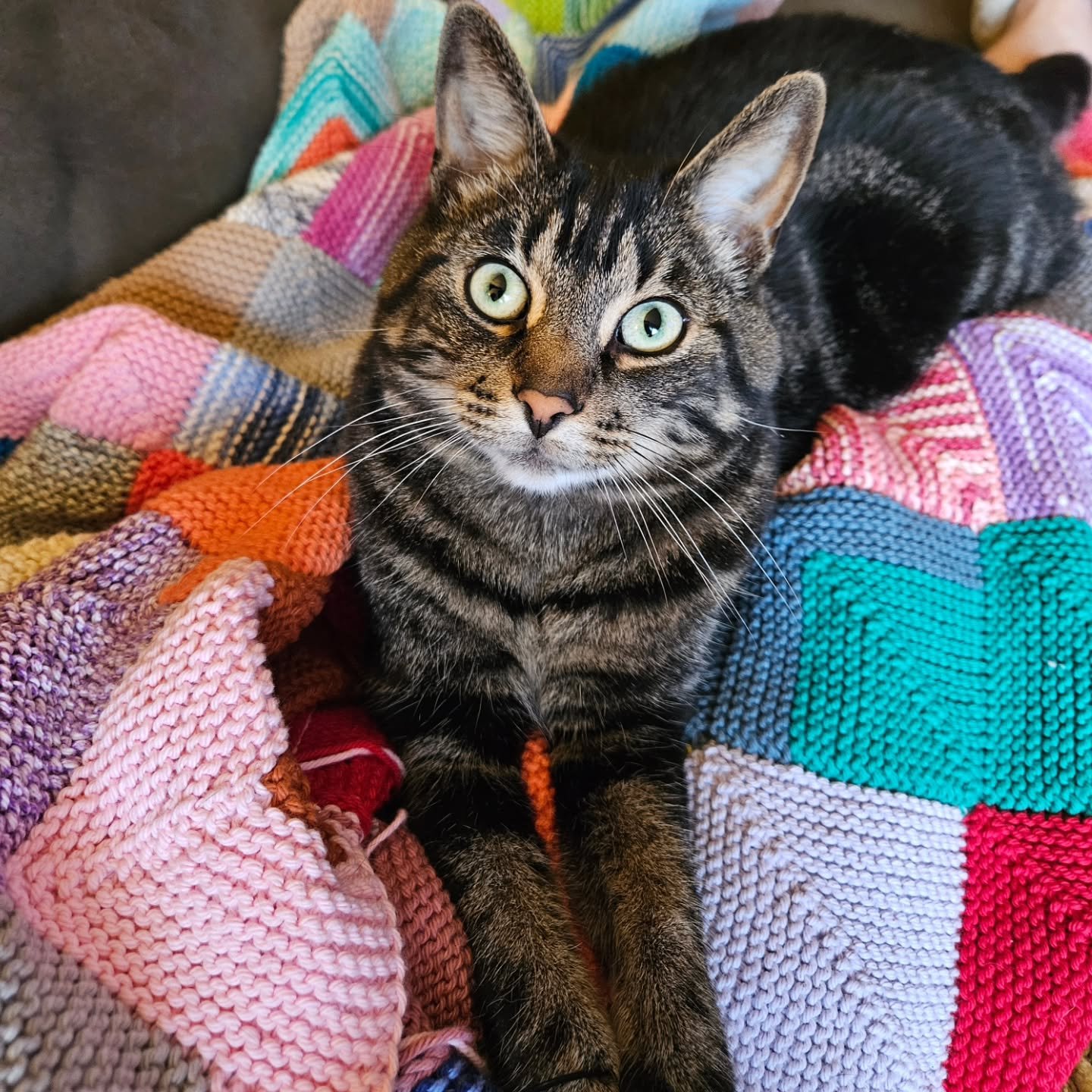 There&rsquo;s nothing quite like a little in-store inspiration.

After seeing a customer&rsquo;s beautiful mitred square blanket taking shape last week, I couldn&rsquo;t resist working on my own again!

It&rsquo;s amazing how a spark of creativity (a