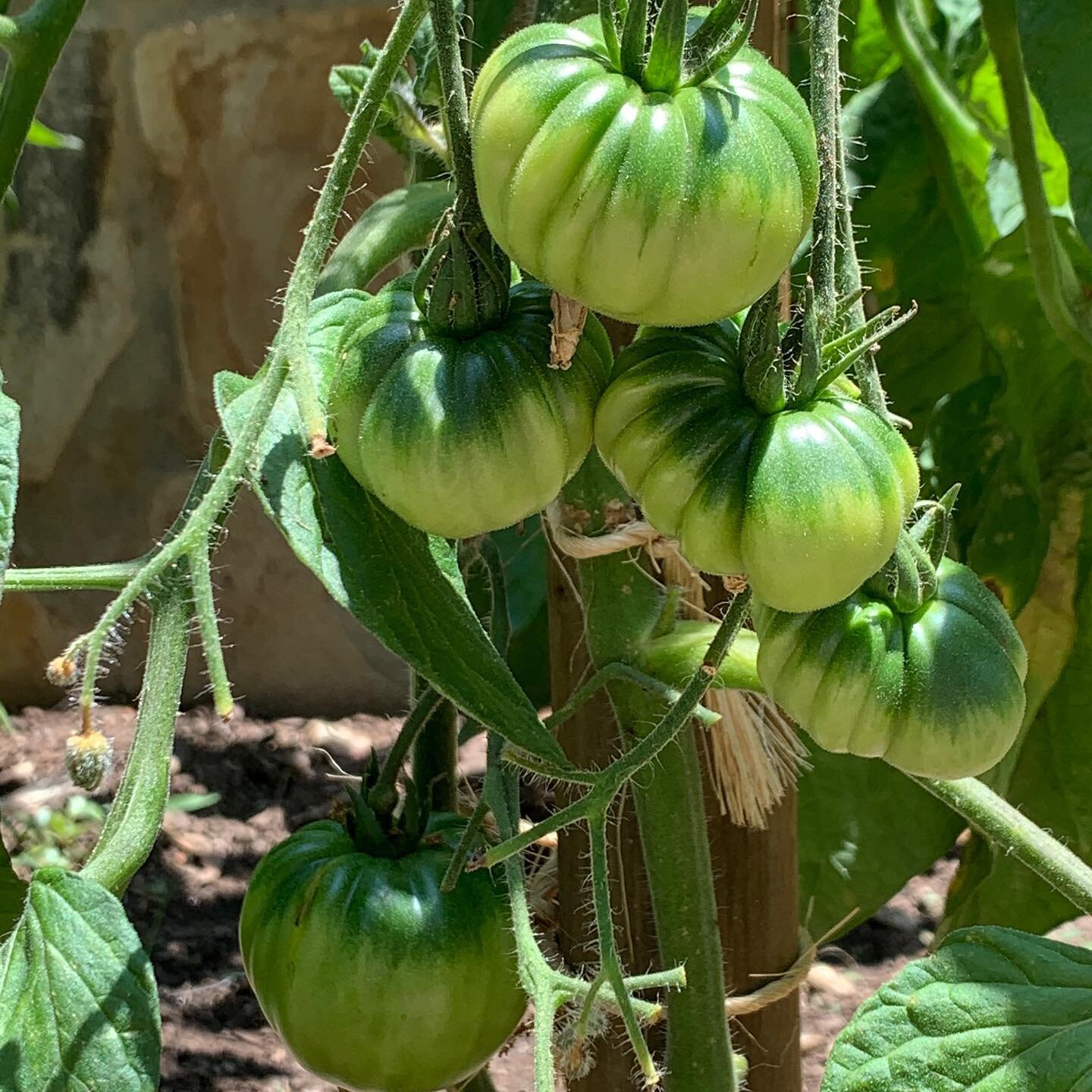 My 2021 tomato garden is looking good! @tomatomania #laurelgarza #heirloomtomatoes #losangeles #vegetablegarden
