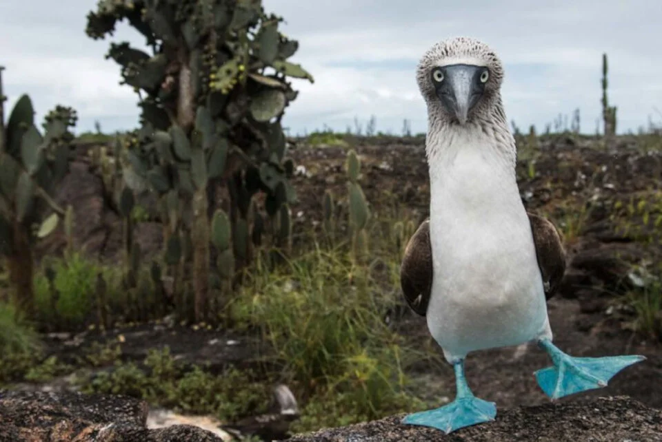 blue-footed-booby-colourful-anatomical-features-2.jpg