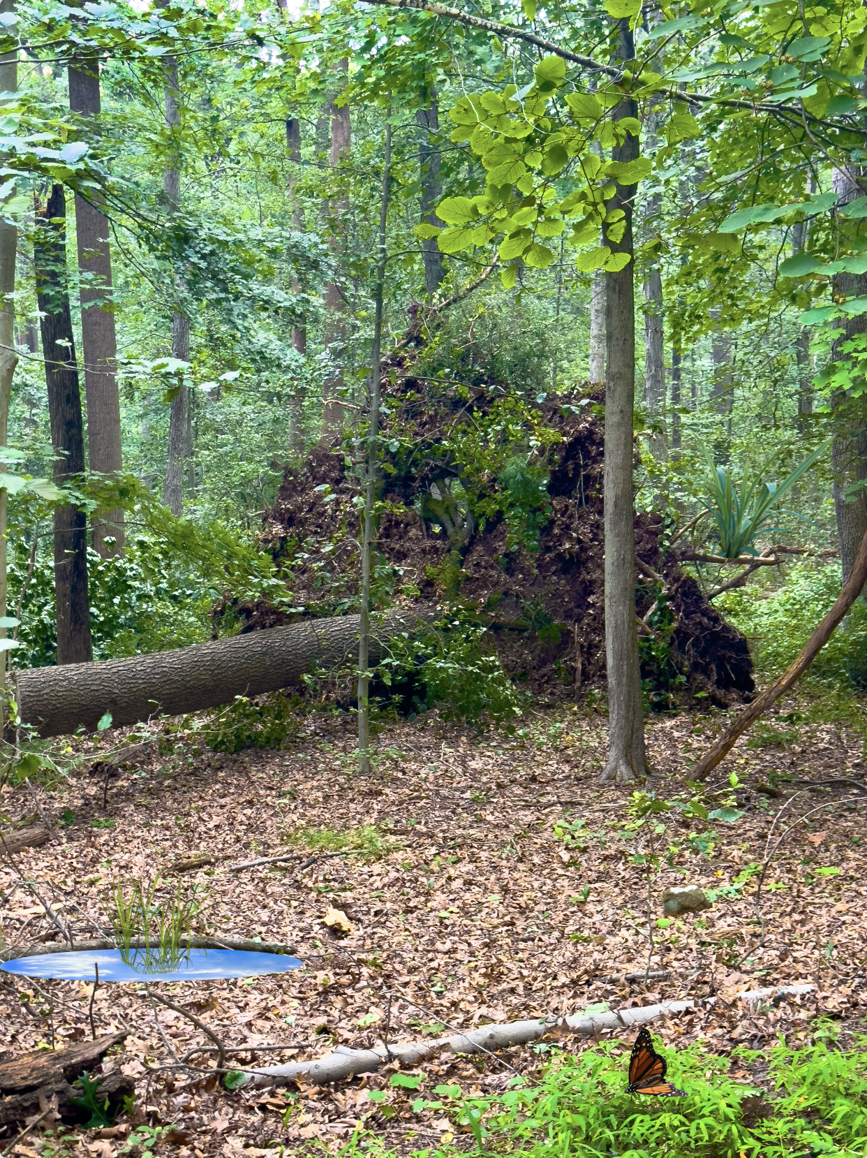 praying for clarity at the fallen tree  ● 2025