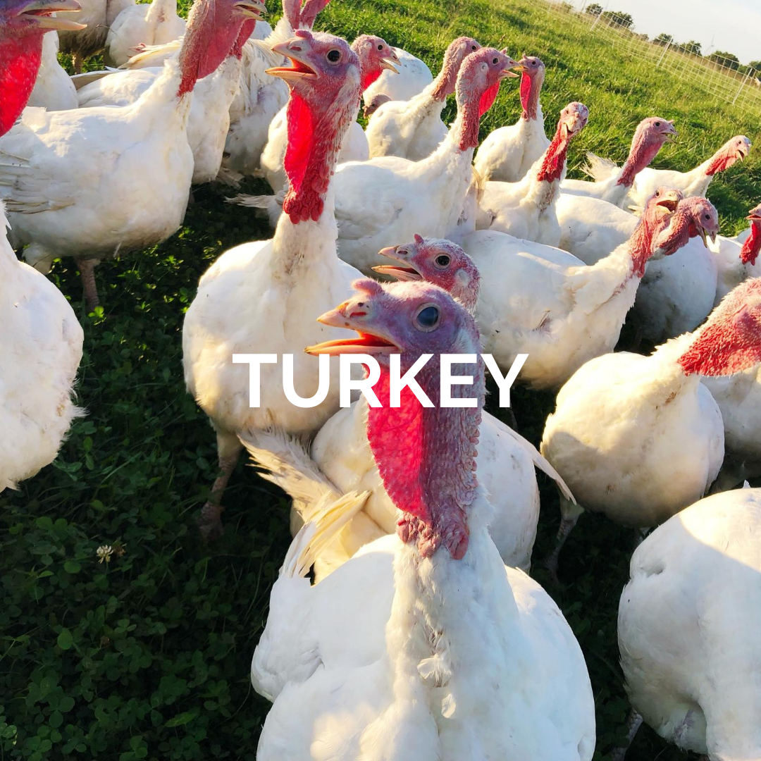 Turkey correct.png