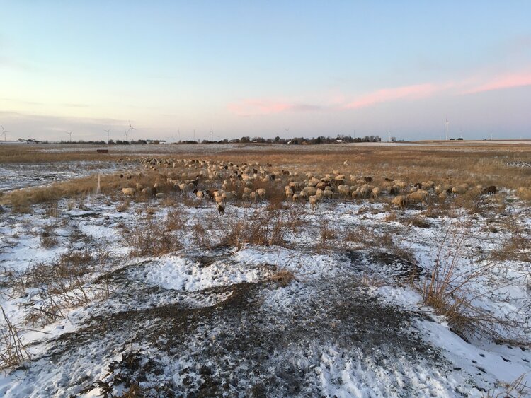 Sheep out on organic pasture after first snow fall in November 2019 at Mint Creek Farm.