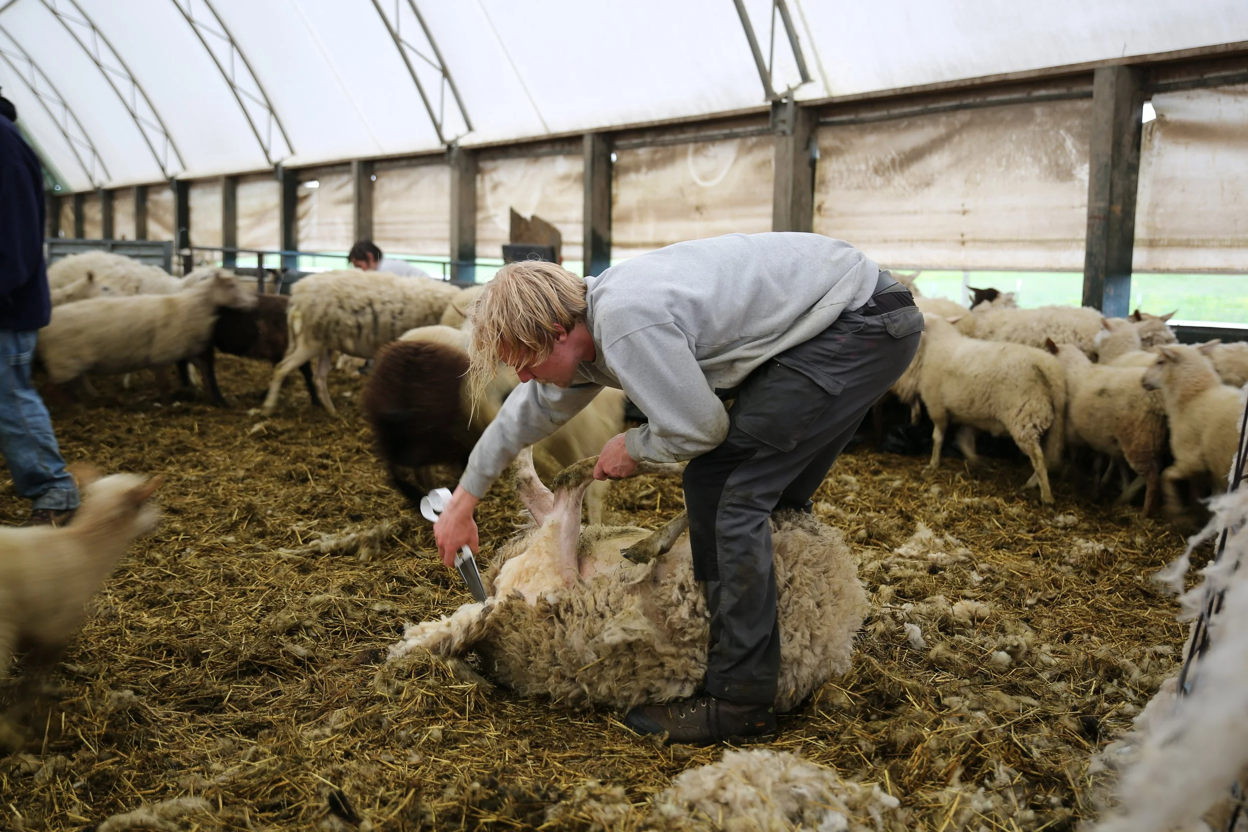 A peek into shearing at the farm!
