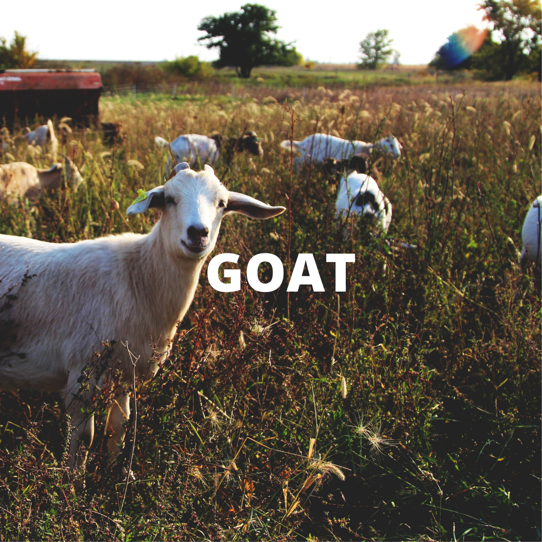GOAT block.png