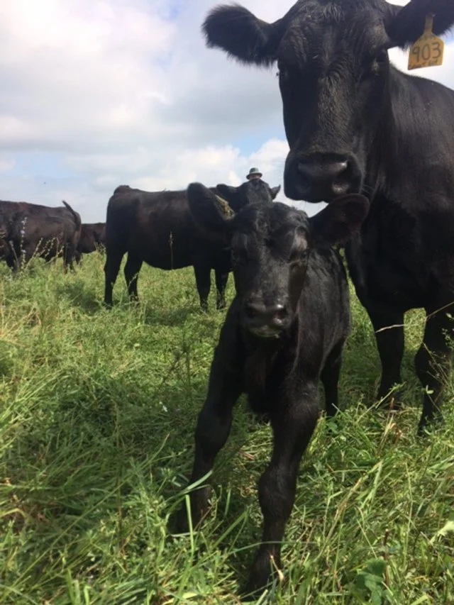 Bulk Beef — Mint Creek Farm