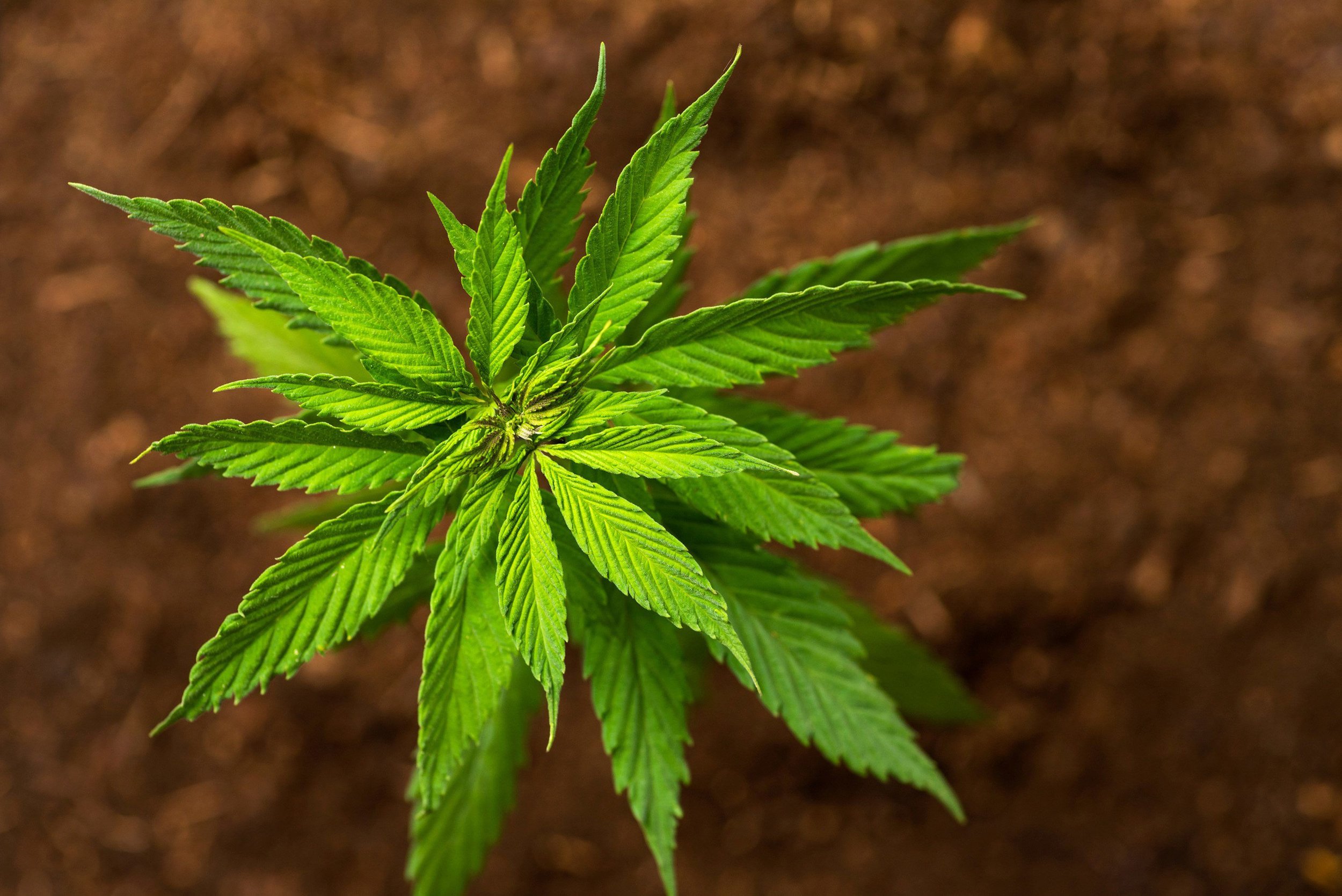 hemp plant.jpg