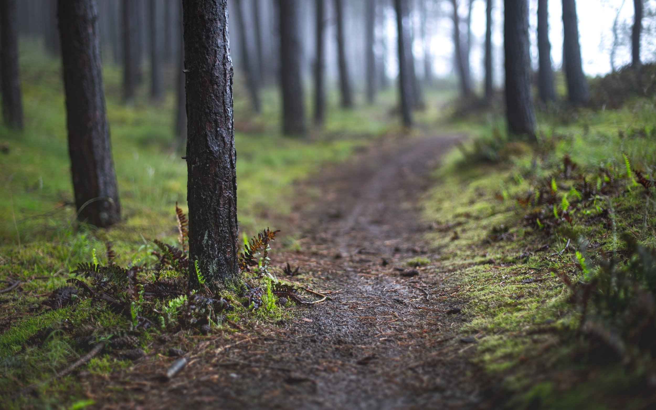 Seeking Out Nature