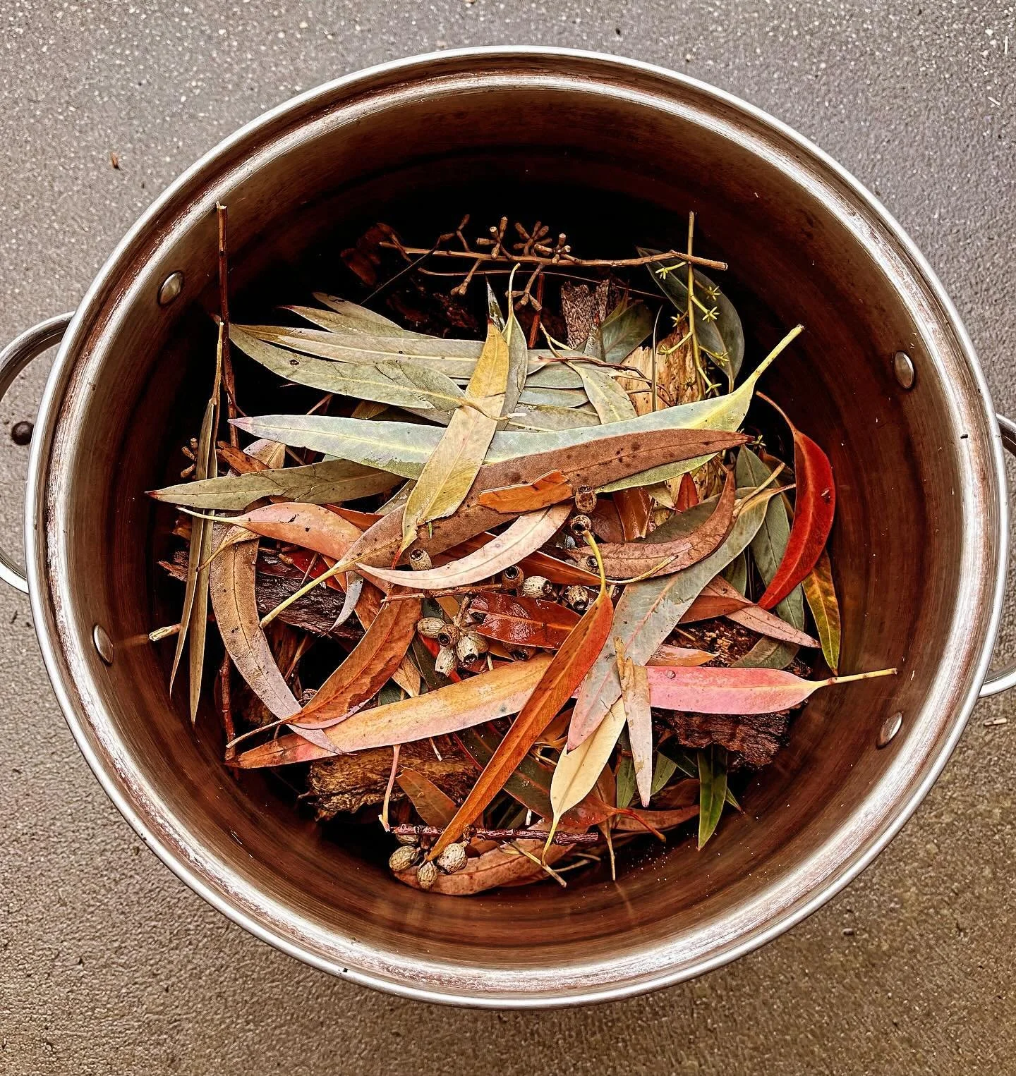 Foraging eucalyptus leaves and bark fallen off trees with some help from Minnie 🐶

#naturaldye #foraging #botanicaldye