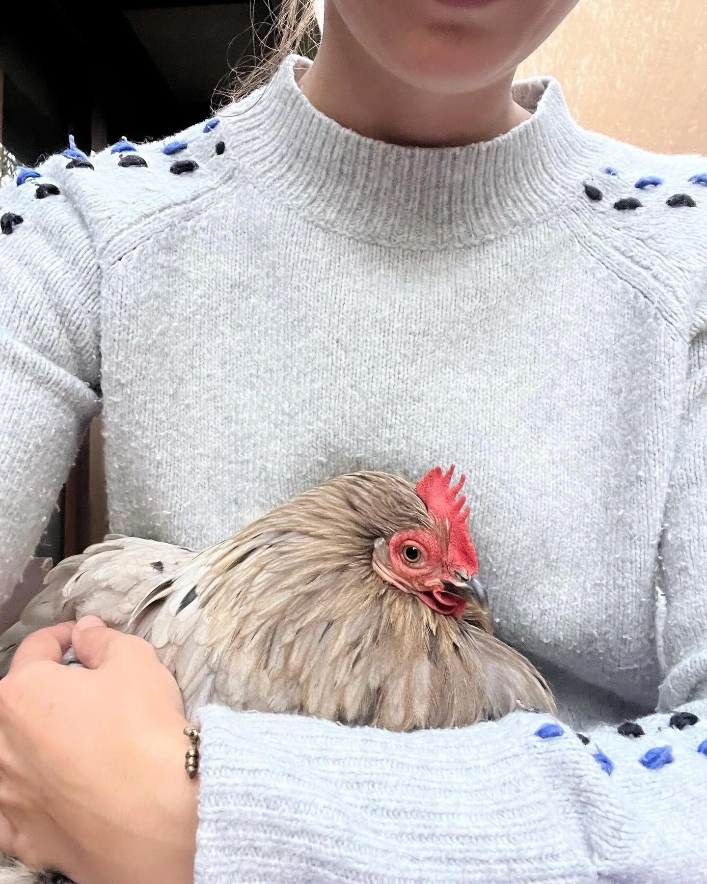 Having a cuddle with Nibbles 🐔❤️

#ilovechickens