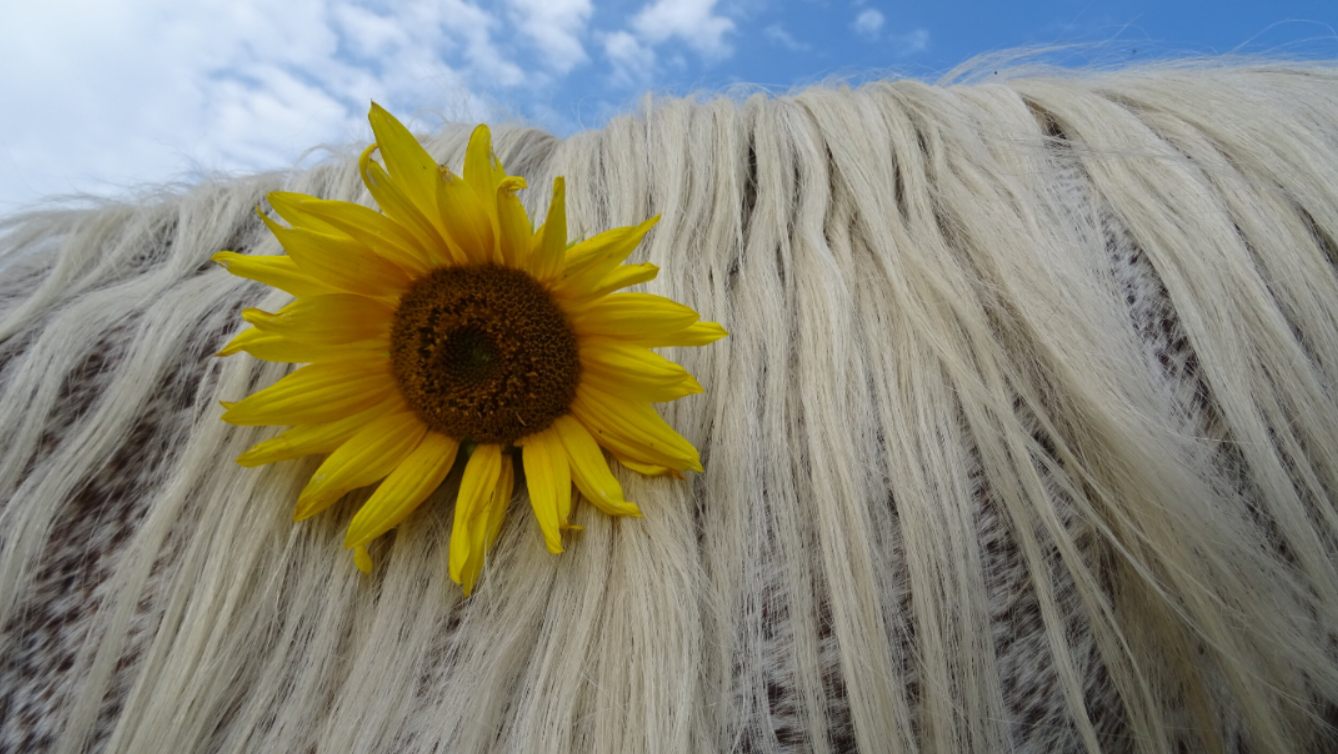 Pferdehals mit Mähne mit Sonnenblume man sieht den Himmel etwas