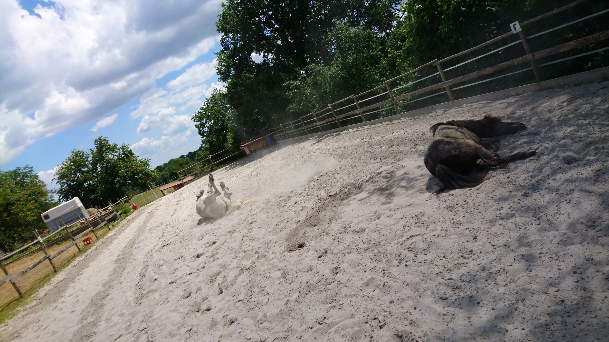 Pferde wälzen sich genüsslich auf Sandplatz in der Sonne