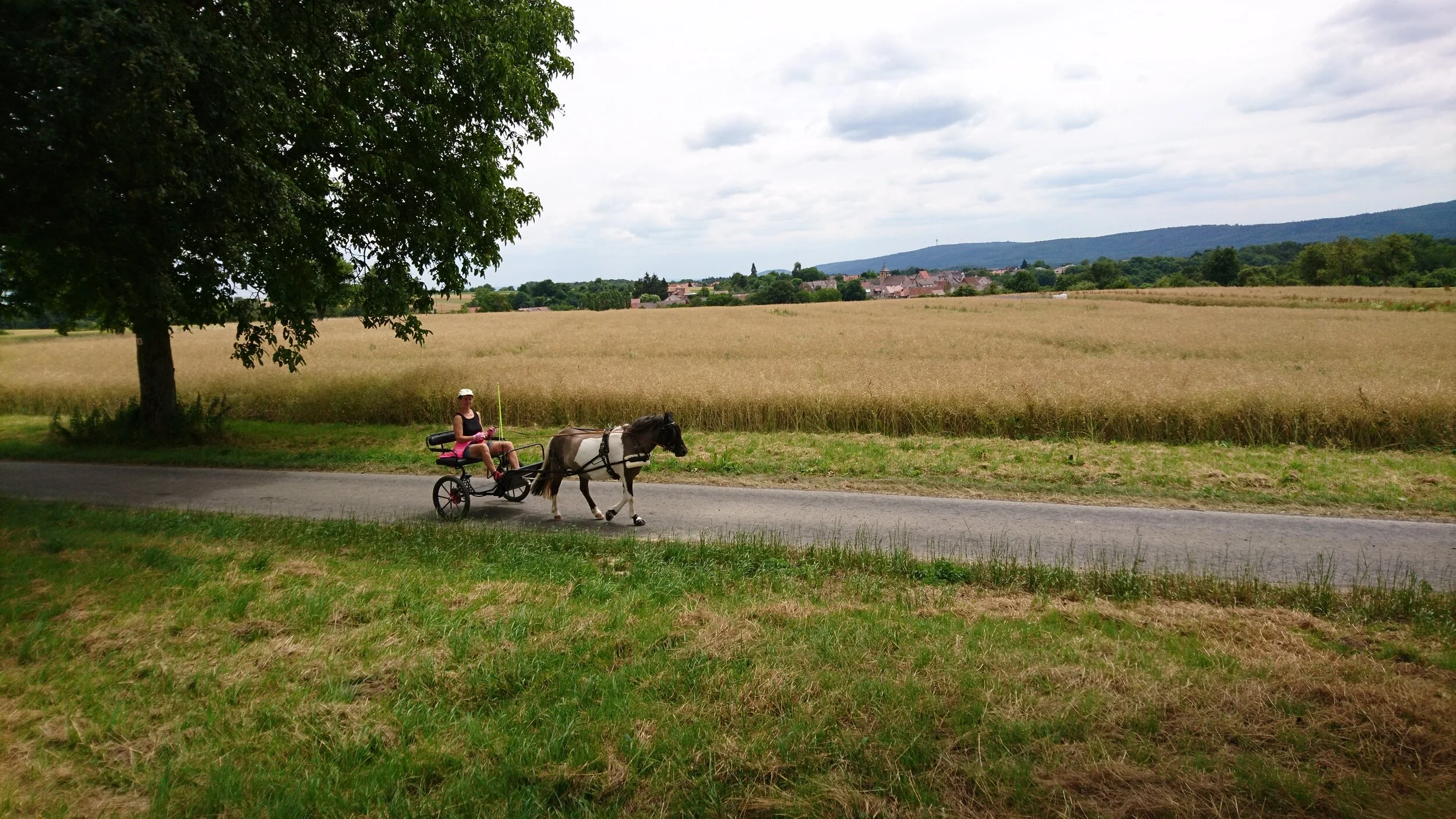Ponykutsche, Zweisitzer, Sulky zwischen Feldern, im Hintergrund ist ein Hügel und ein Dorf