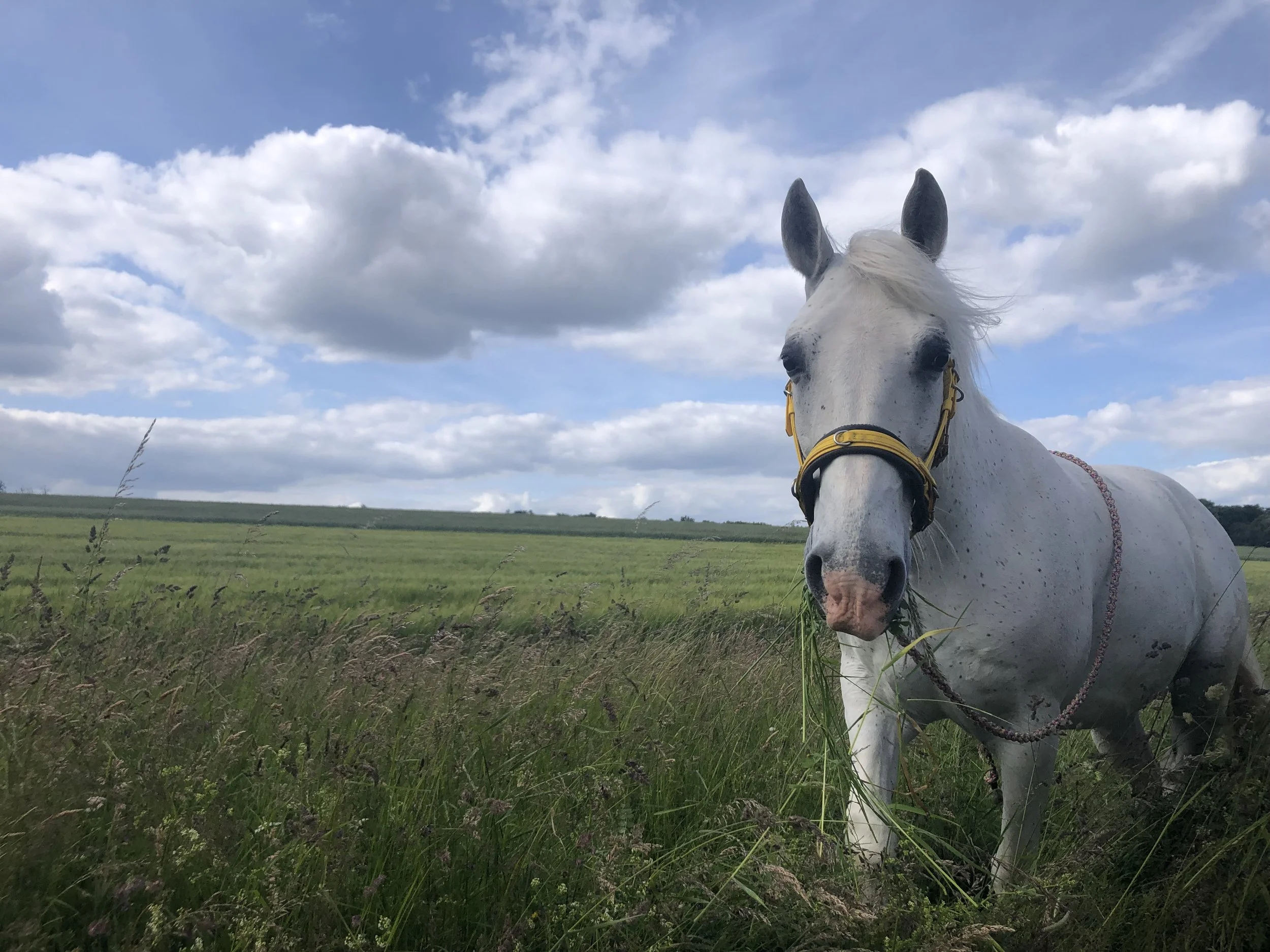 Pferd läuft auf Kamera zu mit Gras im Mund, Gras ist Bauchhoch und eine leichte Brise weht, Gerstenfeld im Hintergrund und schöner Himmel mit teilweise Wolken