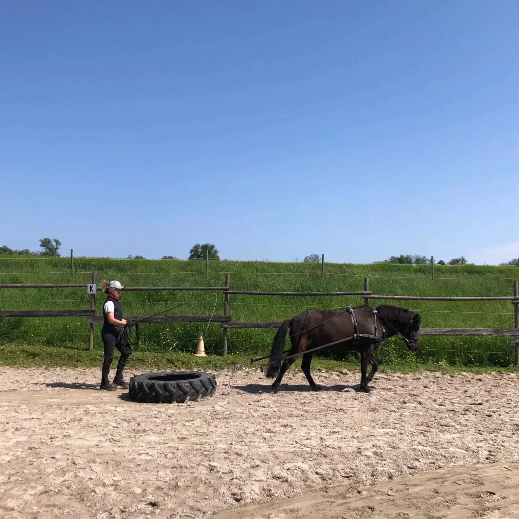 Pferd zieht Reifen als Training für die Kutsche und als Pflege für den Sandplatz, Mensch läuft hinterher