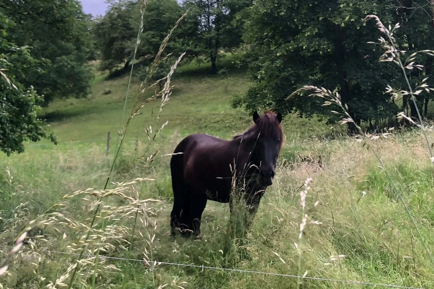 Pferd steht in Wiese mit teils Menschhohen Grashalmen und schaut in die Kamera, vereinzelnde Bäume sind im Hintergrund