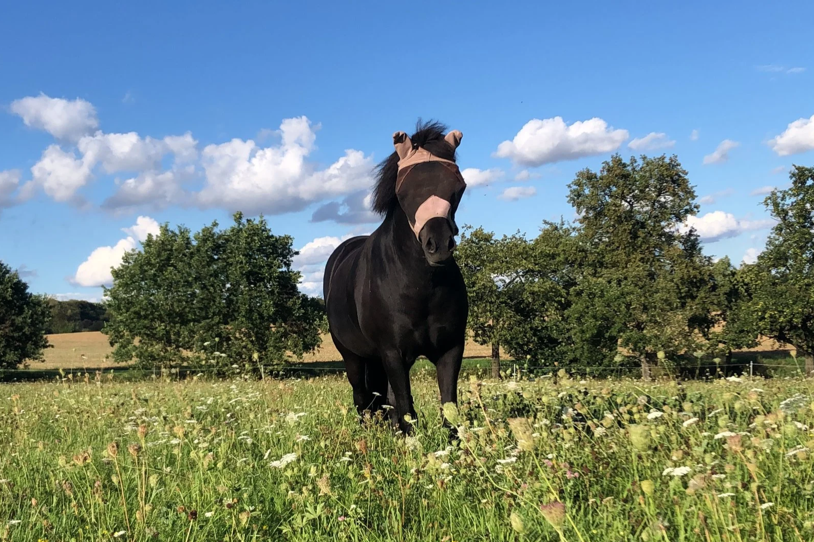 Pferd trägt Fliegenmaske, steht in Kräuterlastiger Wiese, im Hintergrund sind Bäume und wunderschöne Wolken