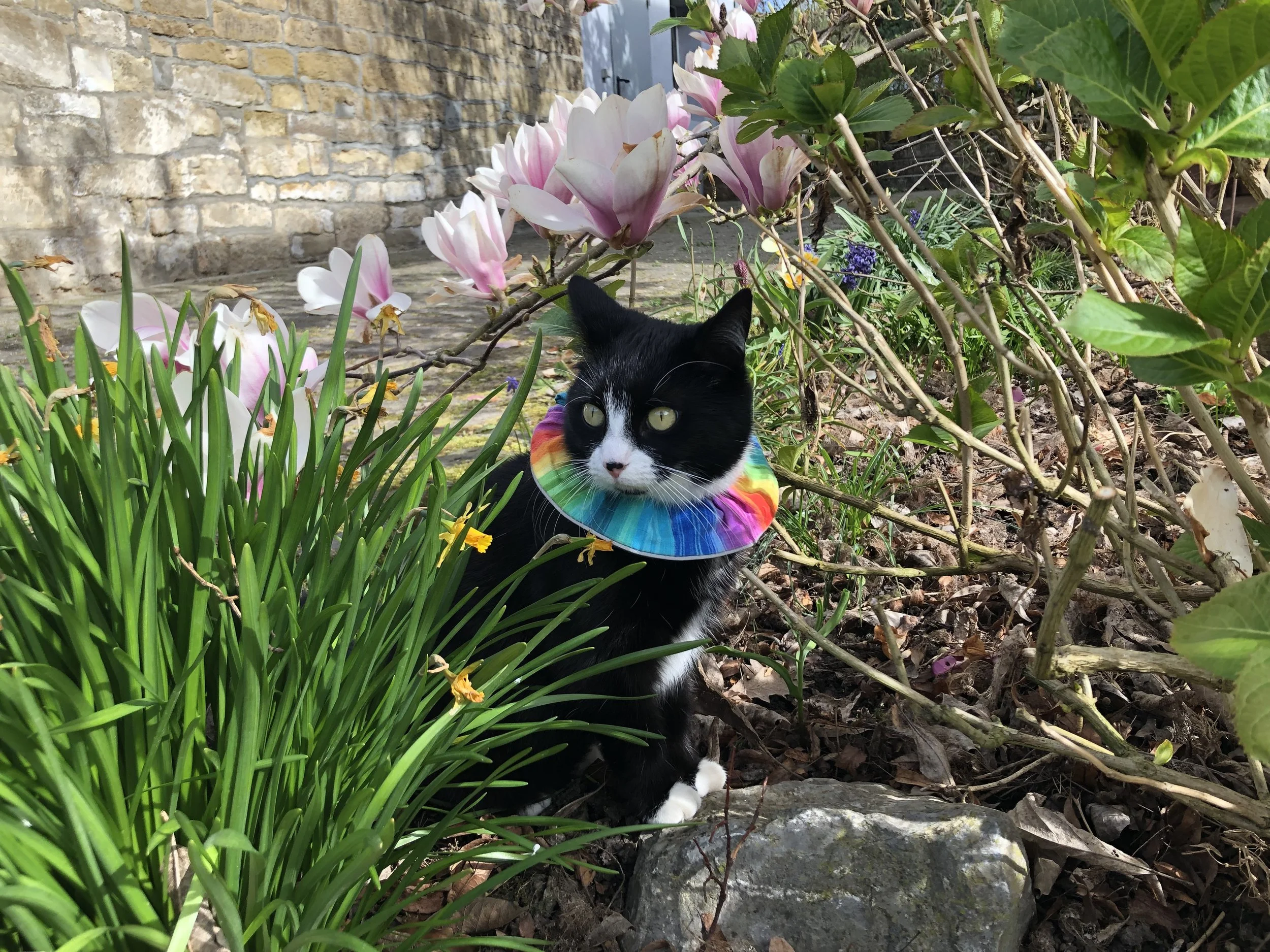 Katze mit Birds-be-save-Krause sitzt in Beet unter blühender Magnolie