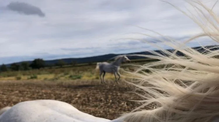 zwei Pferde traben über ein abgeerntetes Feld, ein Pferd trabt im Vordergrund mit wehender Mähne und eins im Hintergrund