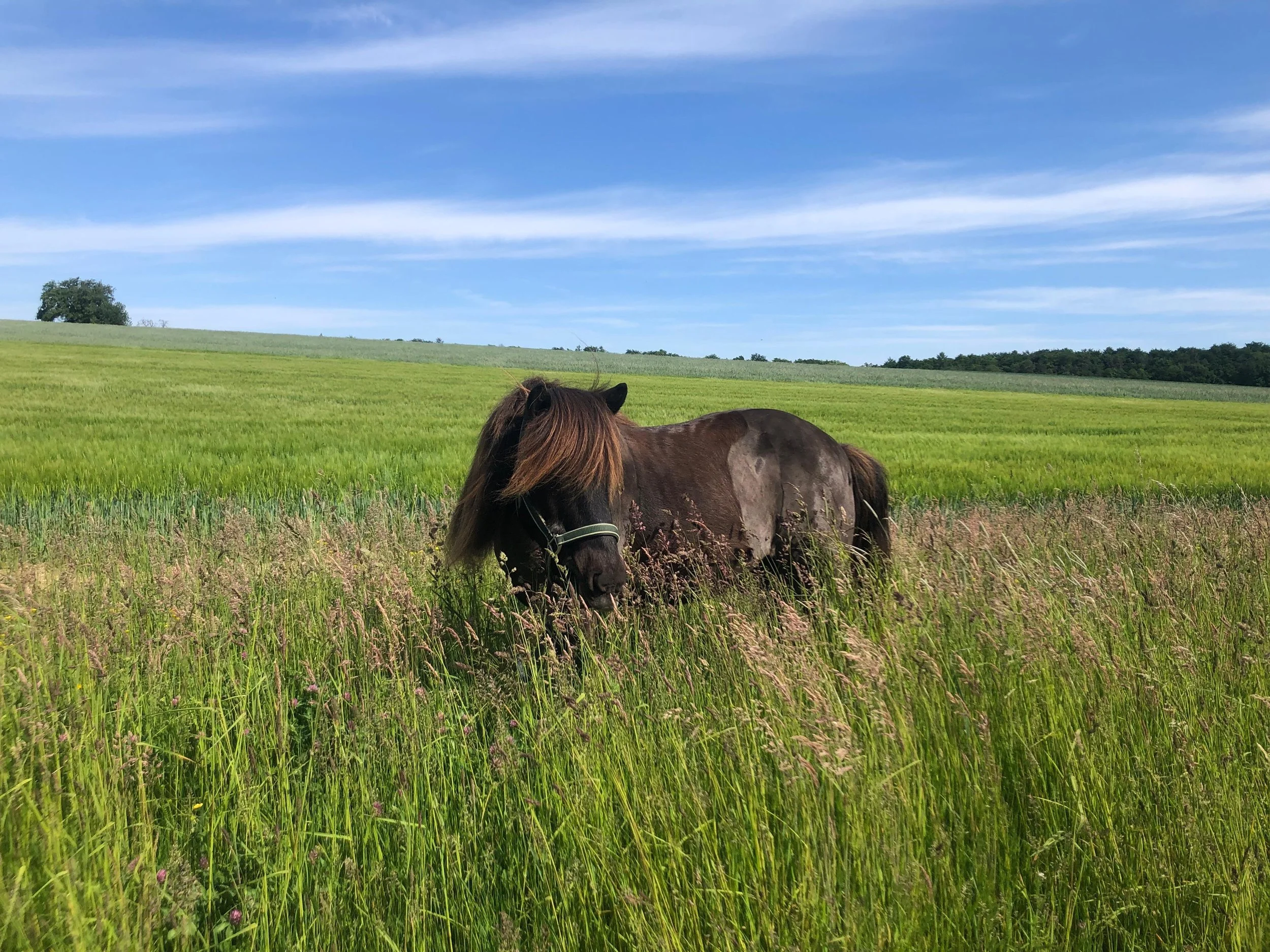 Pferd steht in Bauchhohem Gras, eine leichte Brise weht
